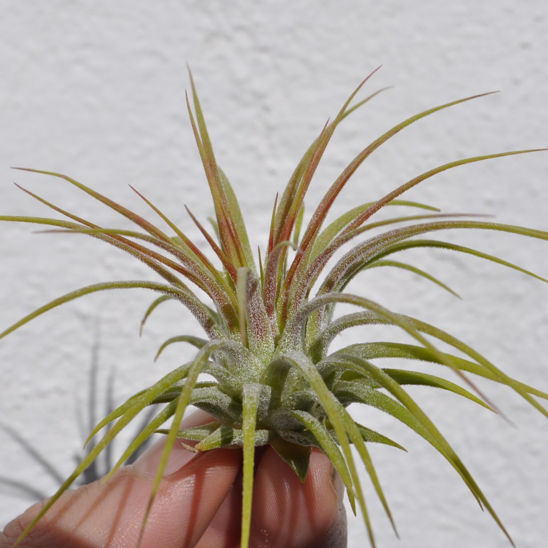 Tillandsia ionantha var. rubra - 3
