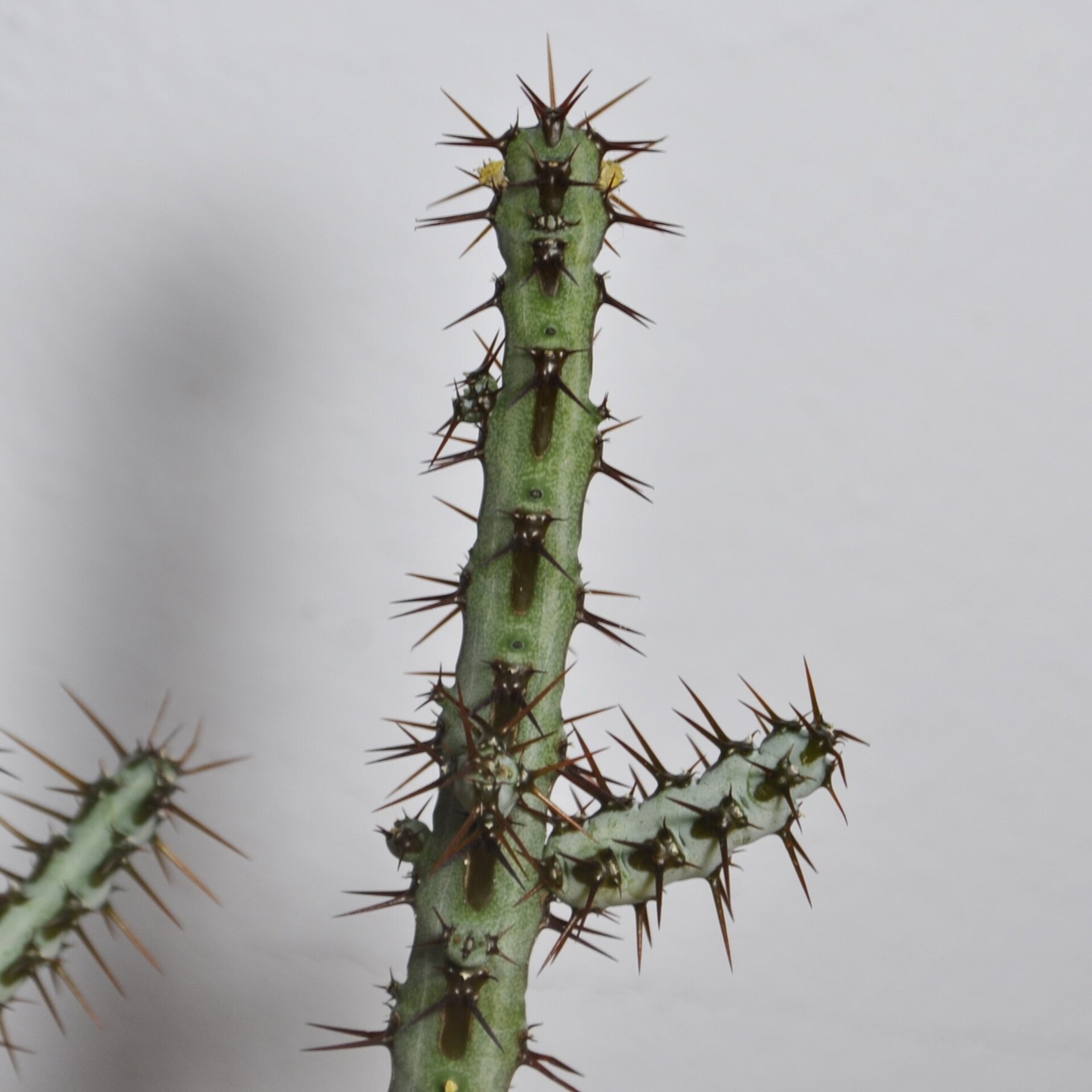 Euphorbia aeruginosa - 9