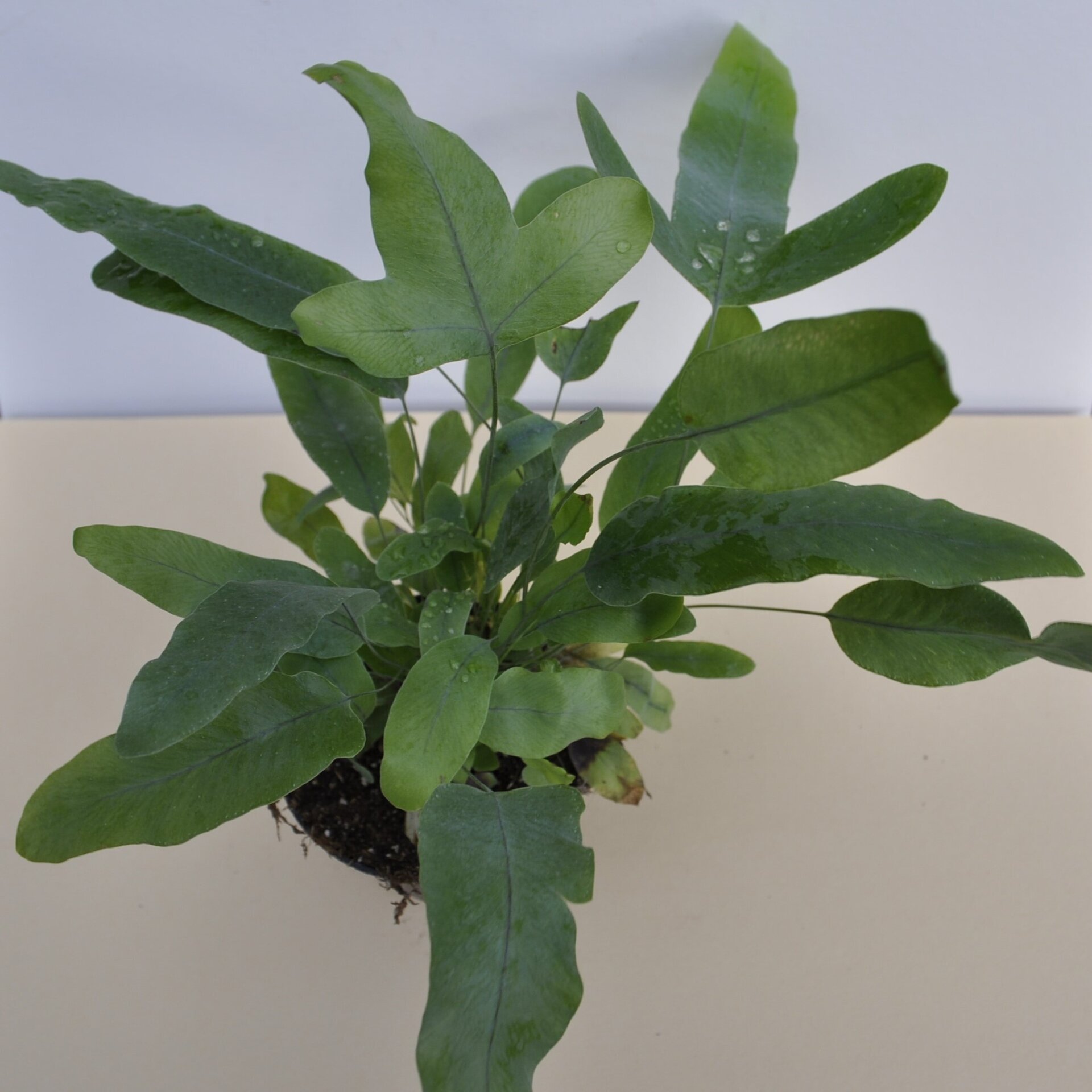 Phlebodium aureum 'Blue Star' (helecho azul) - 3