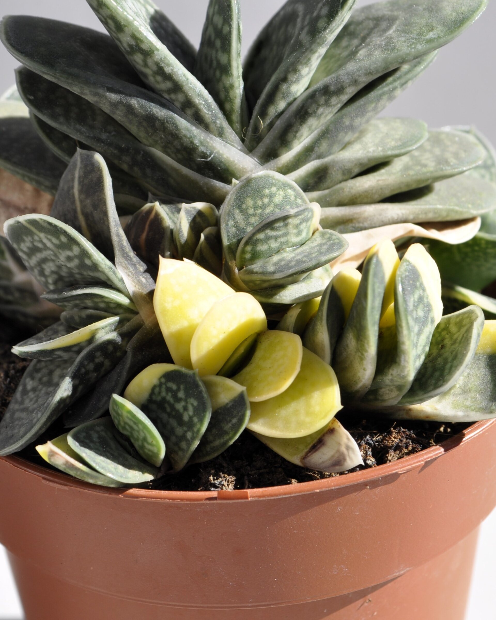 Gasteria gracilis Variegata - 5