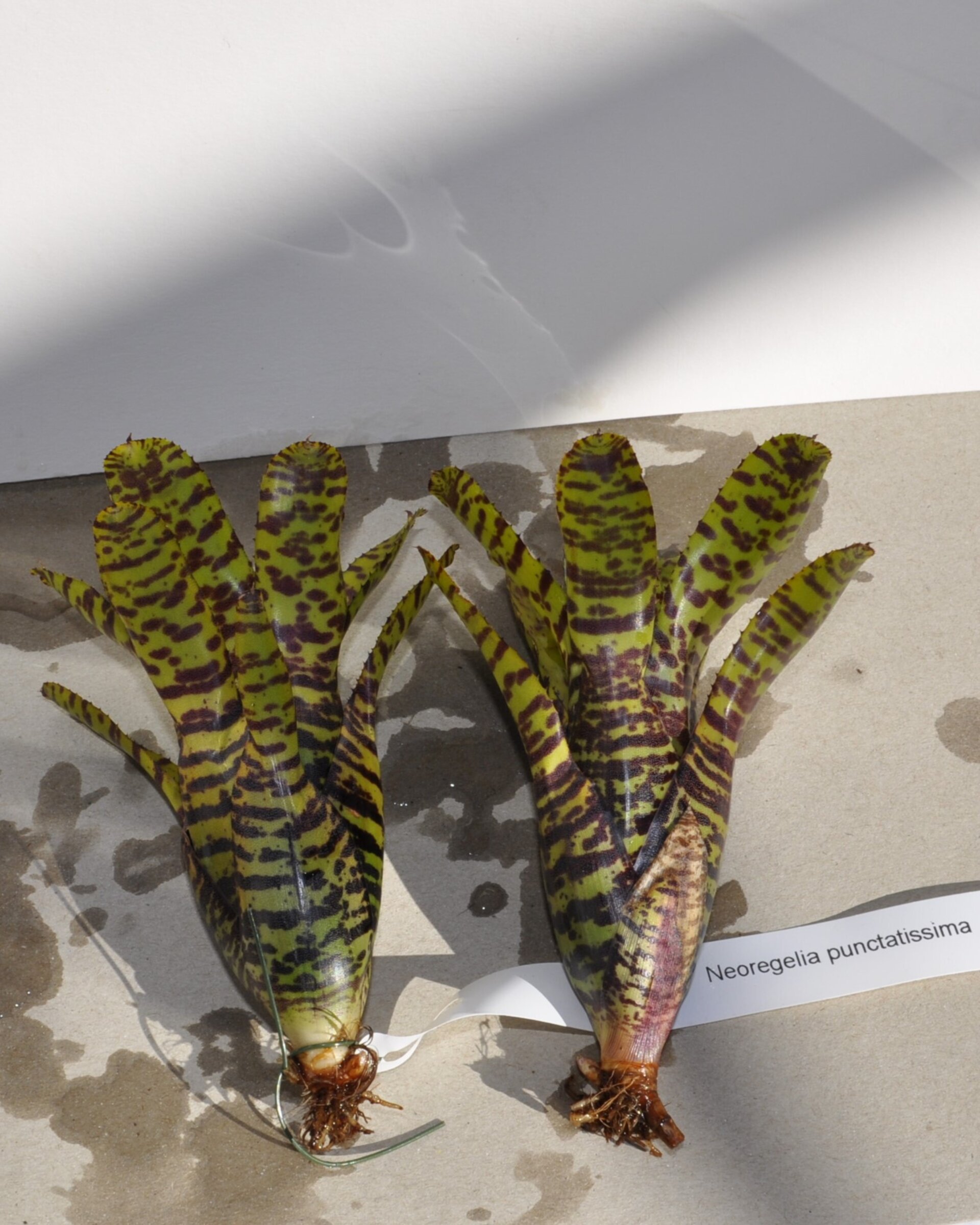 Neoregelia punctatissima - 2