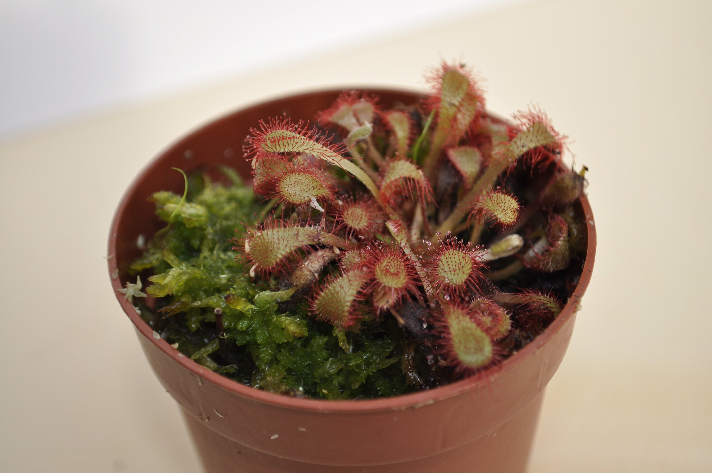 Drosera spathulata - 4