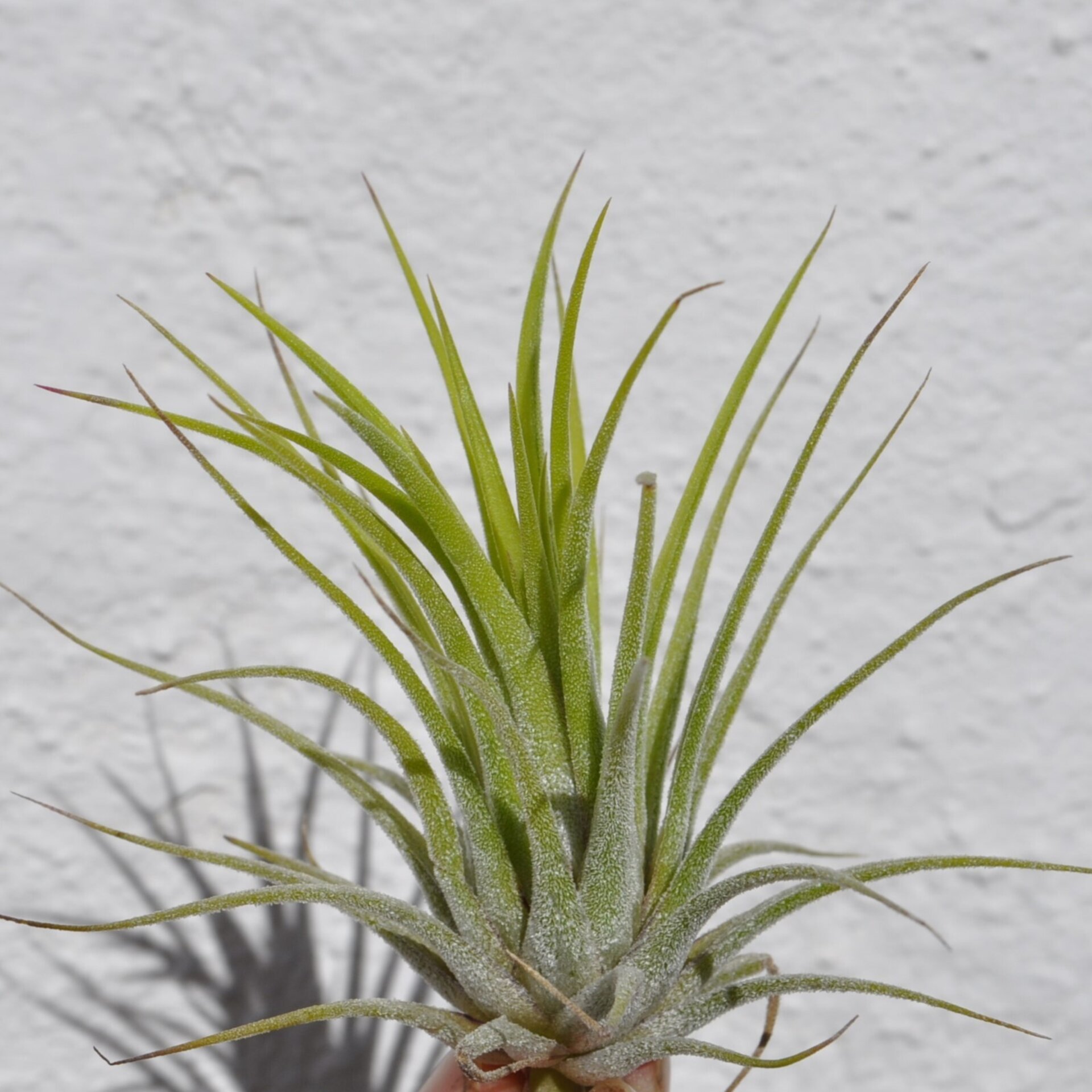 Tillandsia ionantha var. ionantha - 2