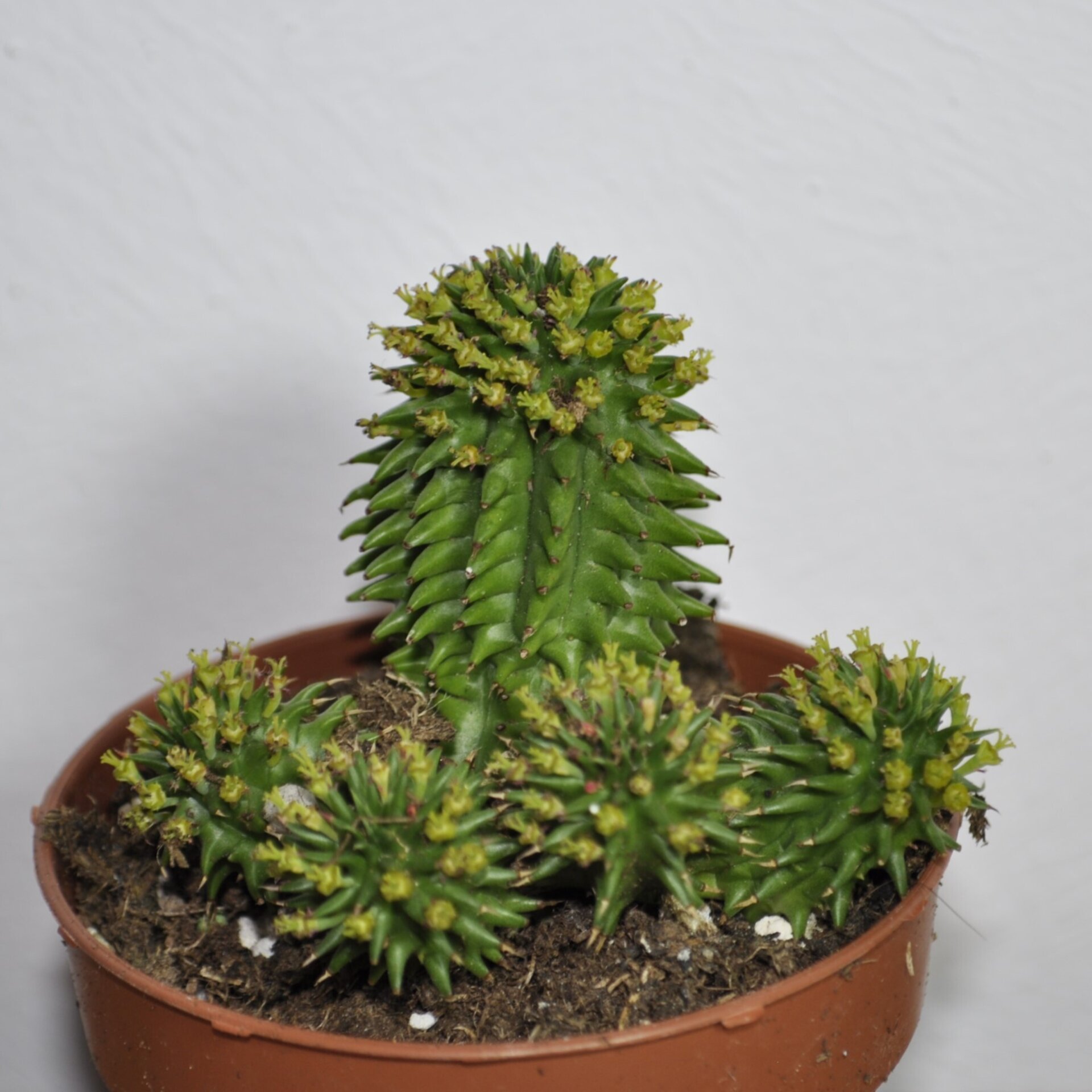 Euphorbia suzannae (= Euphorbia susannae) - 5