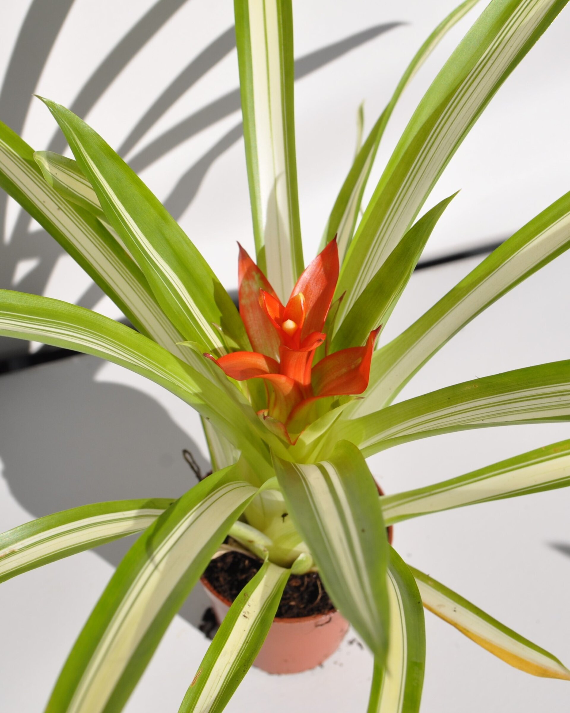 Guzmania 'Ice Cream' (mini) [en flor] - 3