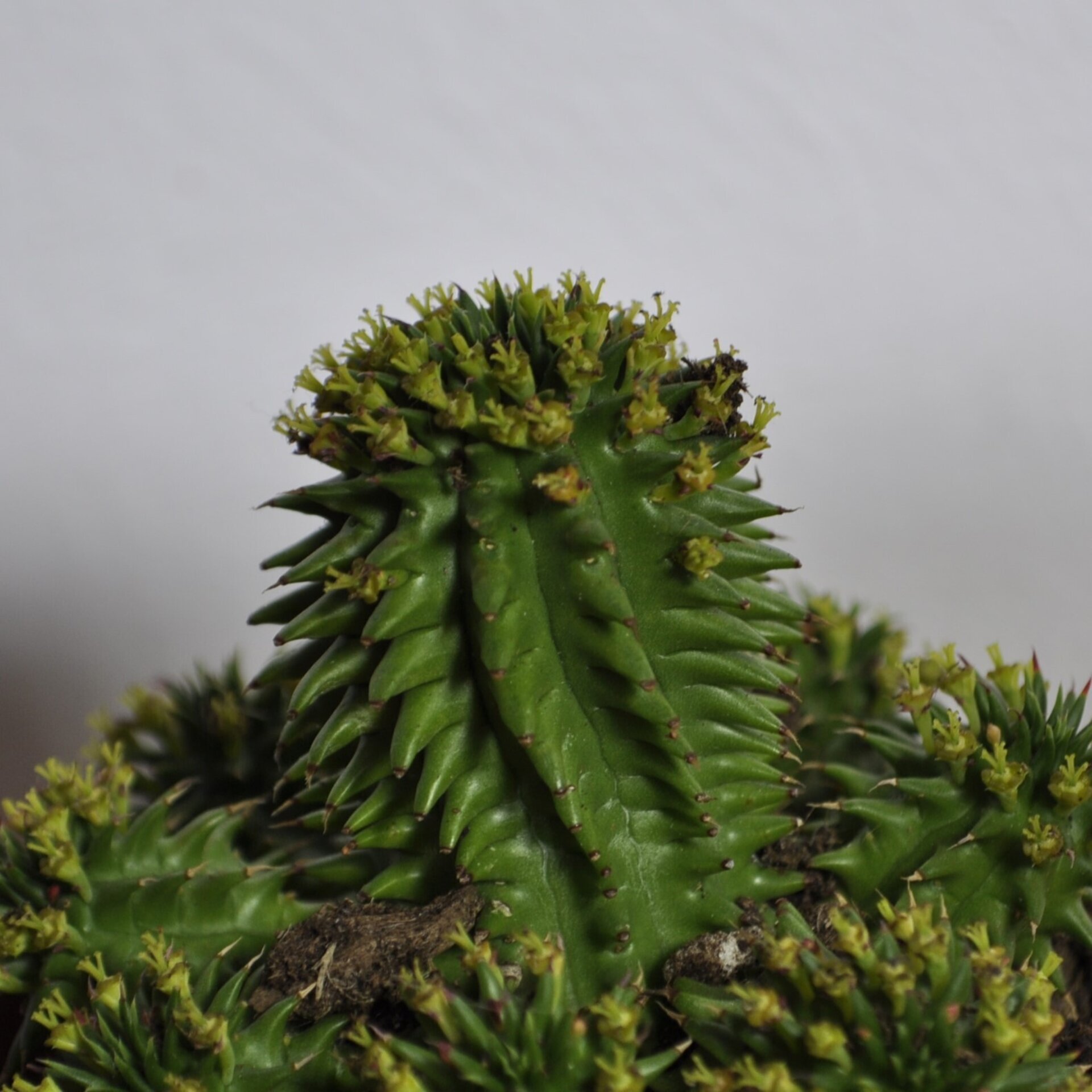 Euphorbia suzannae (= Euphorbia susannae) - 7