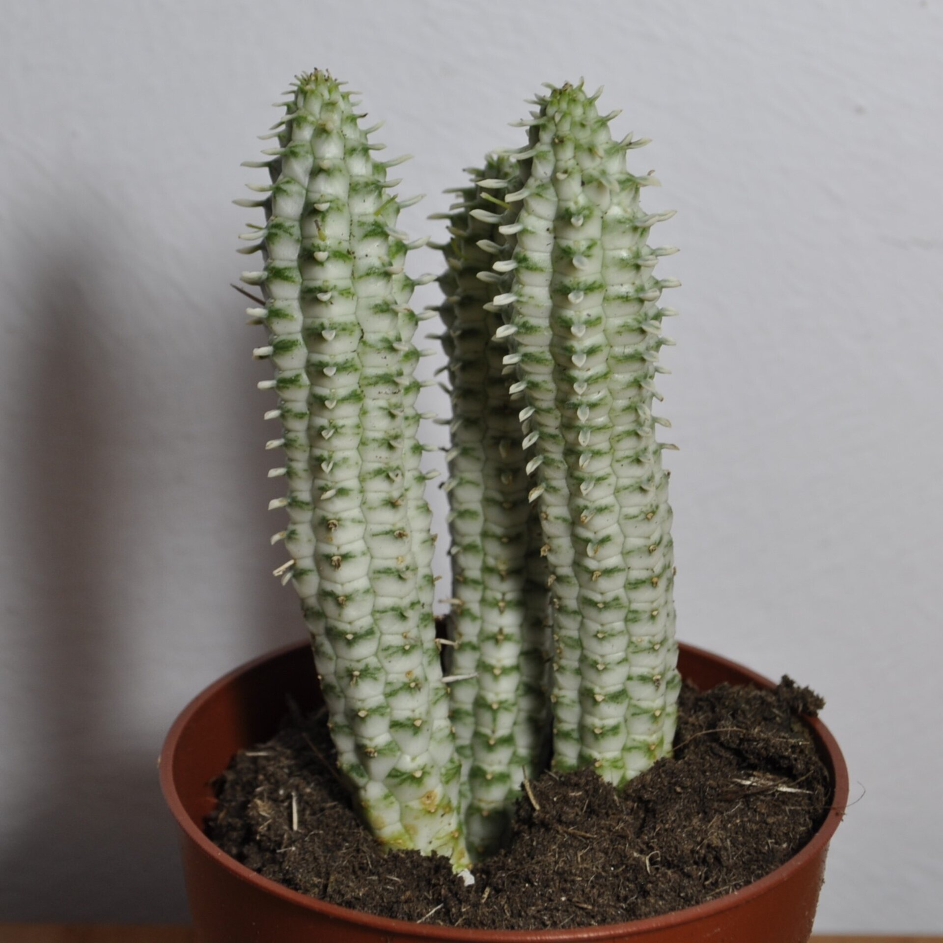 Euphorbia mammillaris Variegata (mazorca de maíz variegada) - 7