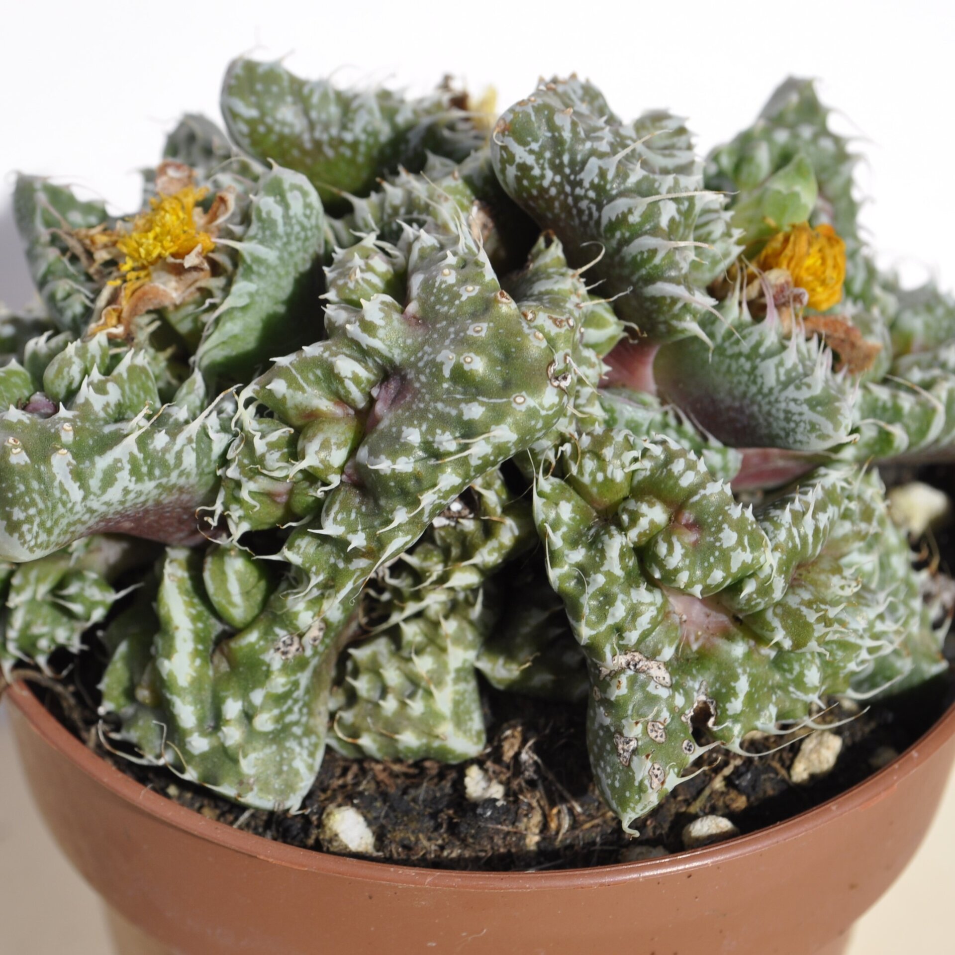 Faucaria tuberculosa Super Warty (faucaria Super Verrugosa) - 2