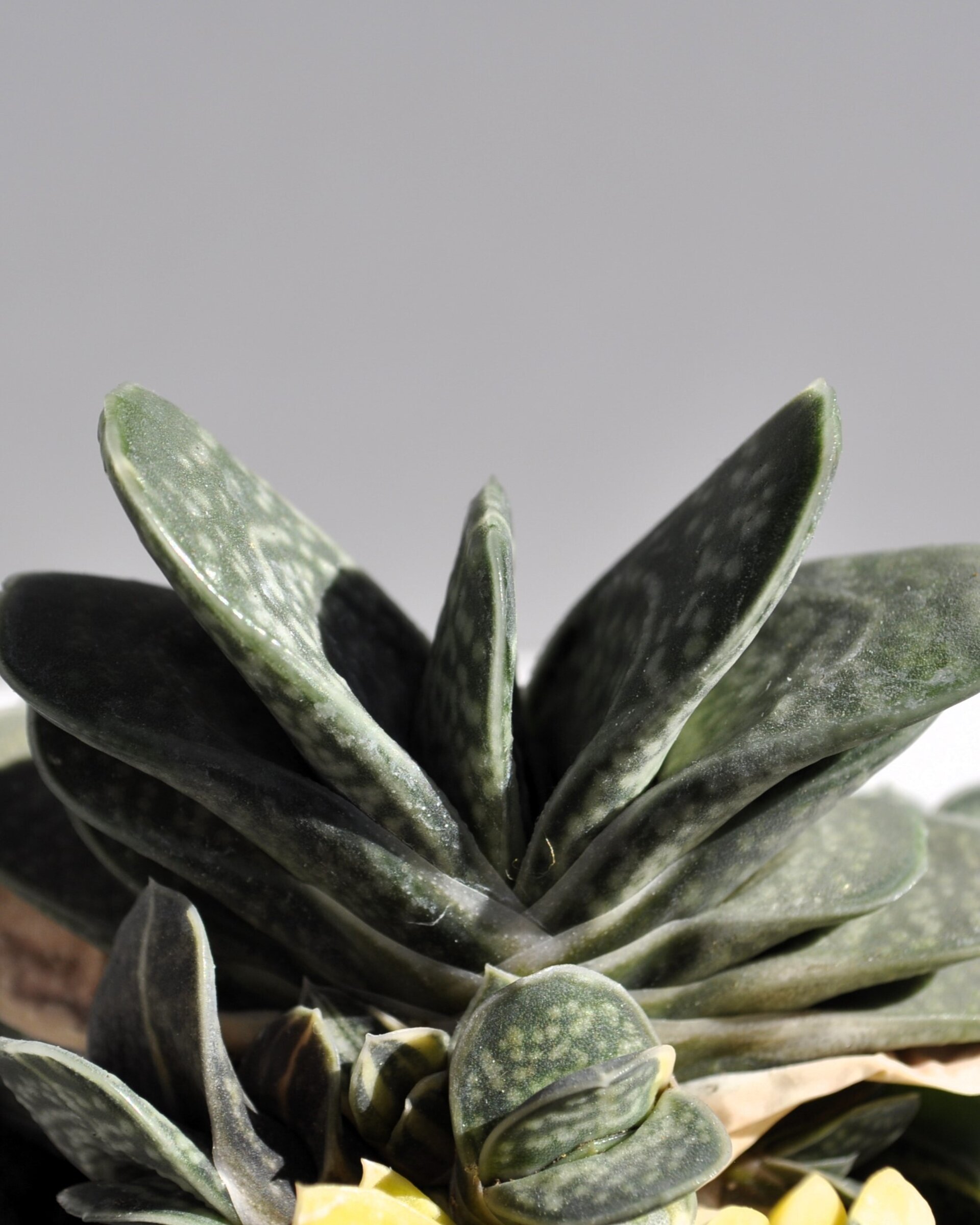 Gasteria gracilis Variegata - 8