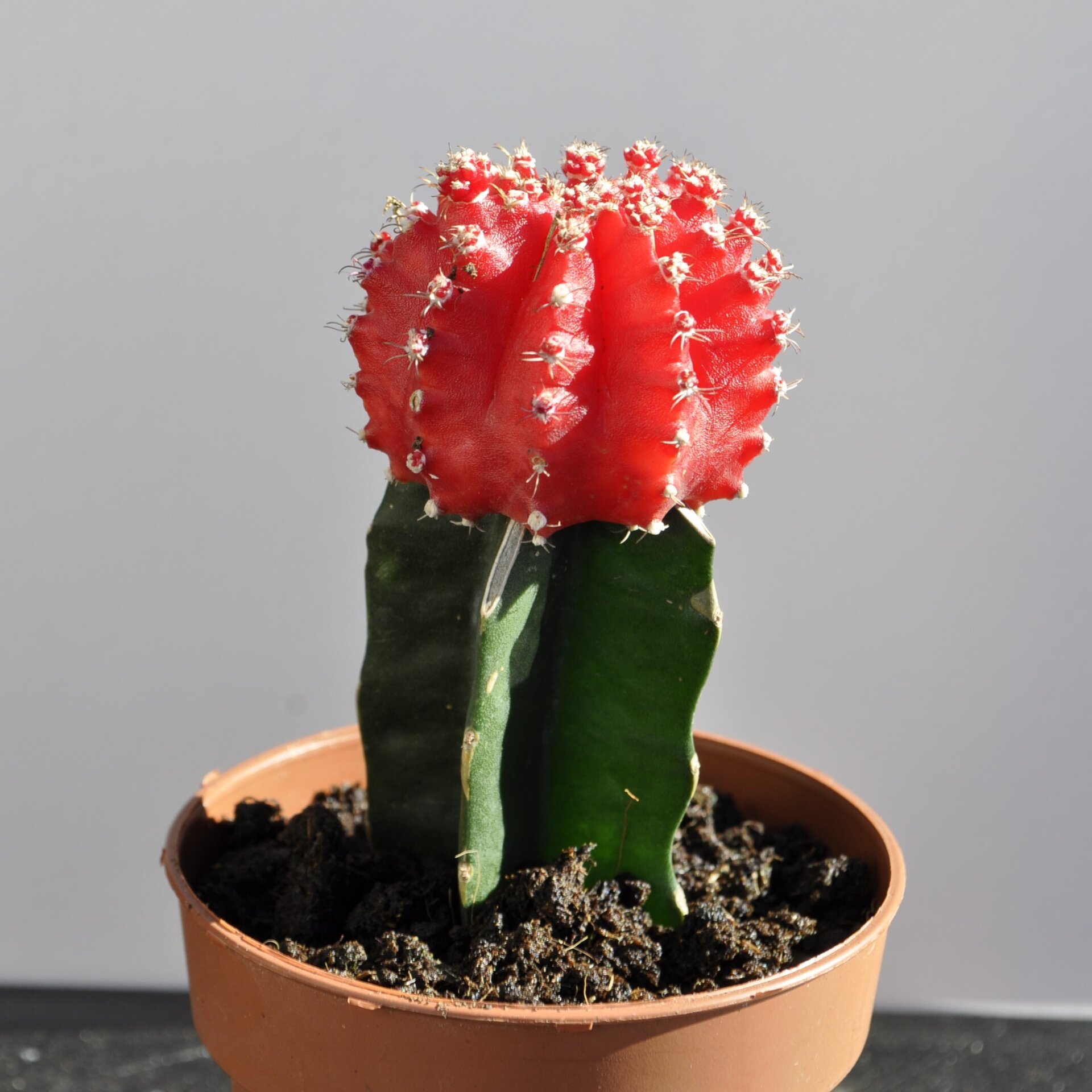 Gymnocalycium mihanovichii injertado - rojo - 4