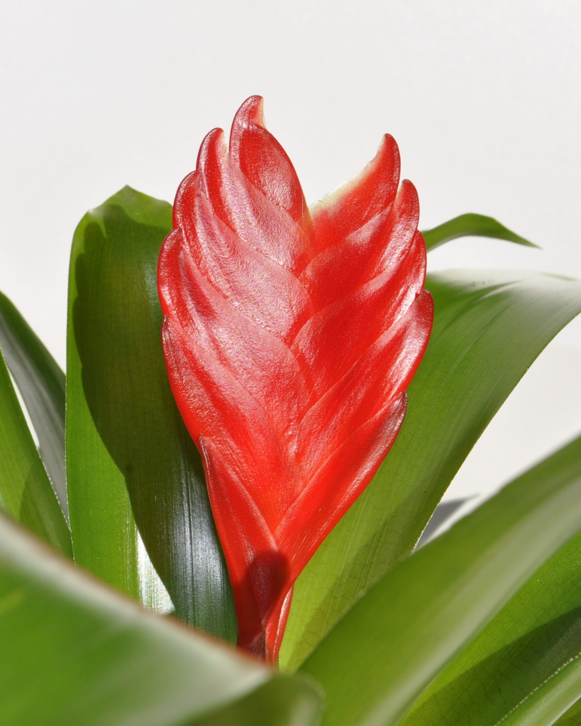 Vriesea 'Christiane' (mini) [en flor] - 5
