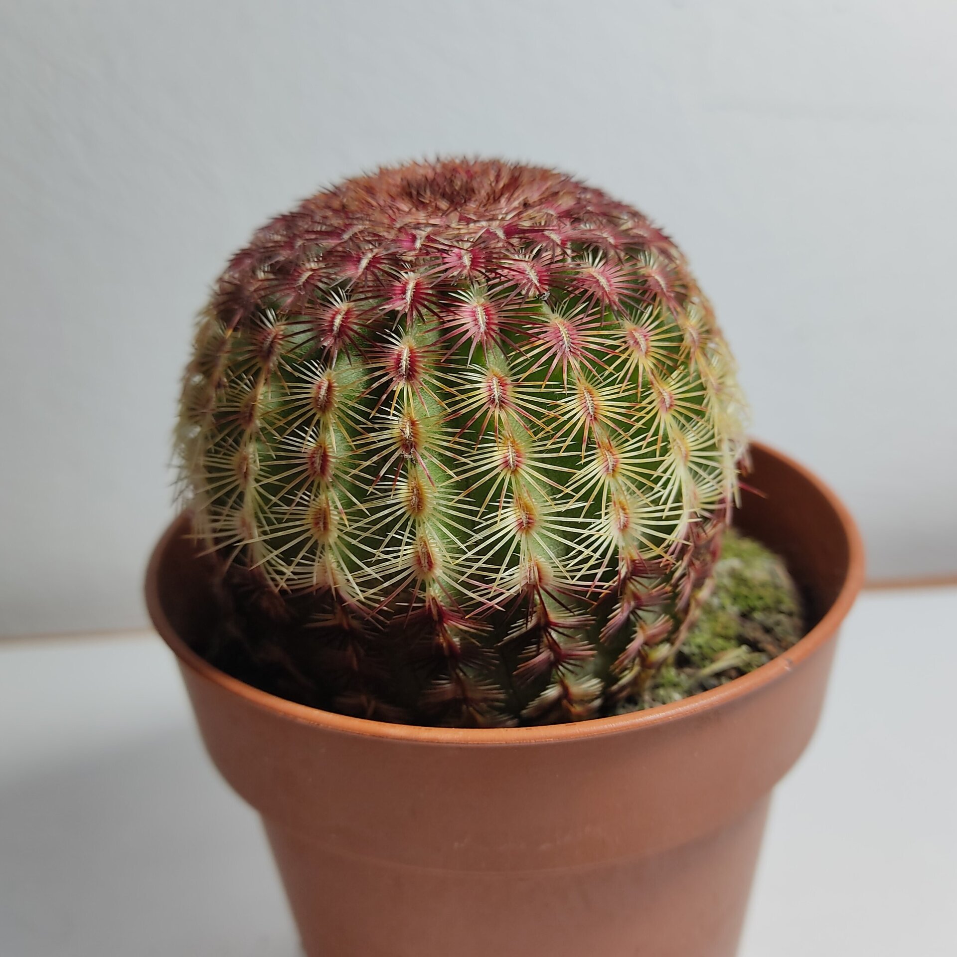 Echinocereus rigidissimus Rubispinus (cactus arcoiris) - 3
