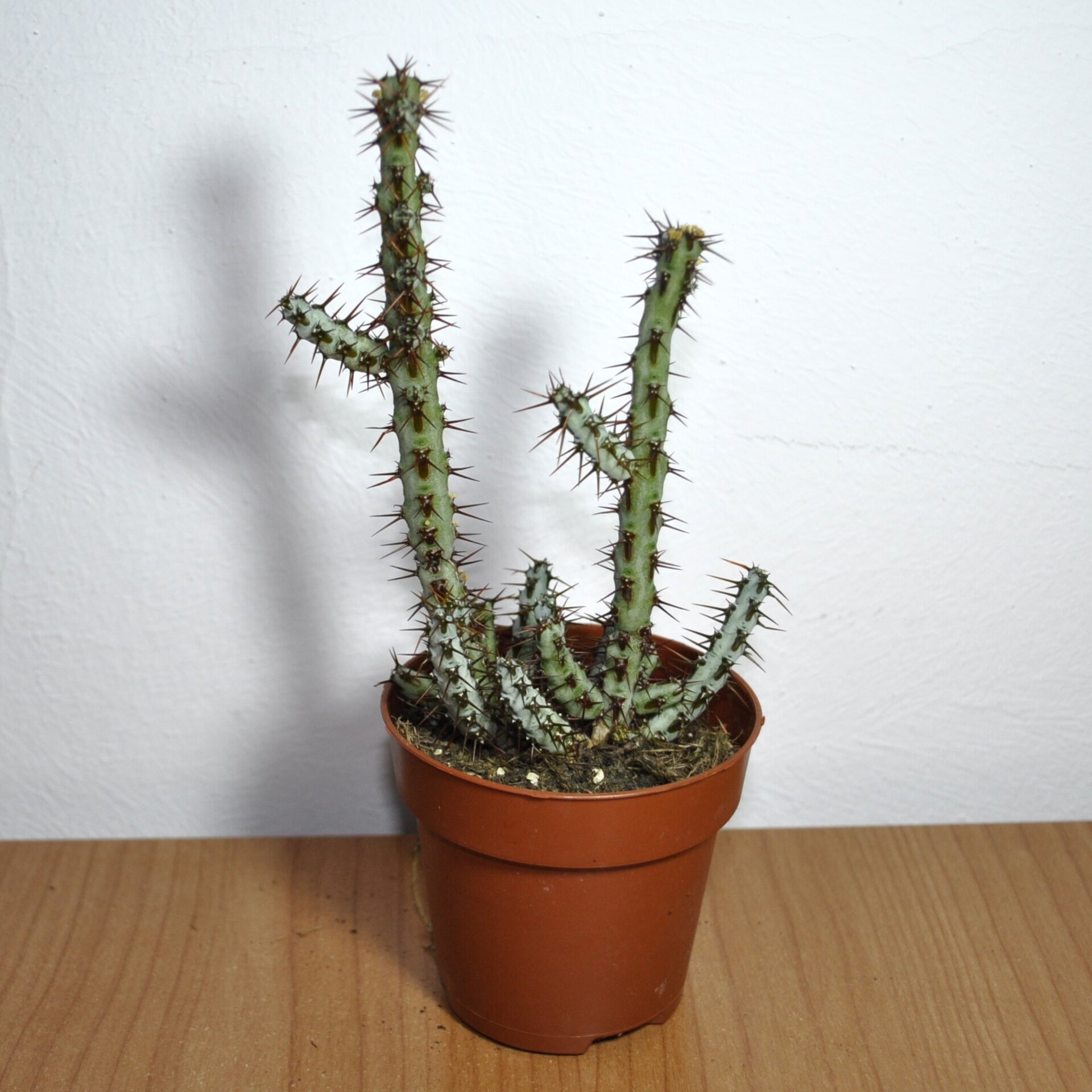 Euphorbia aeruginosa - 3