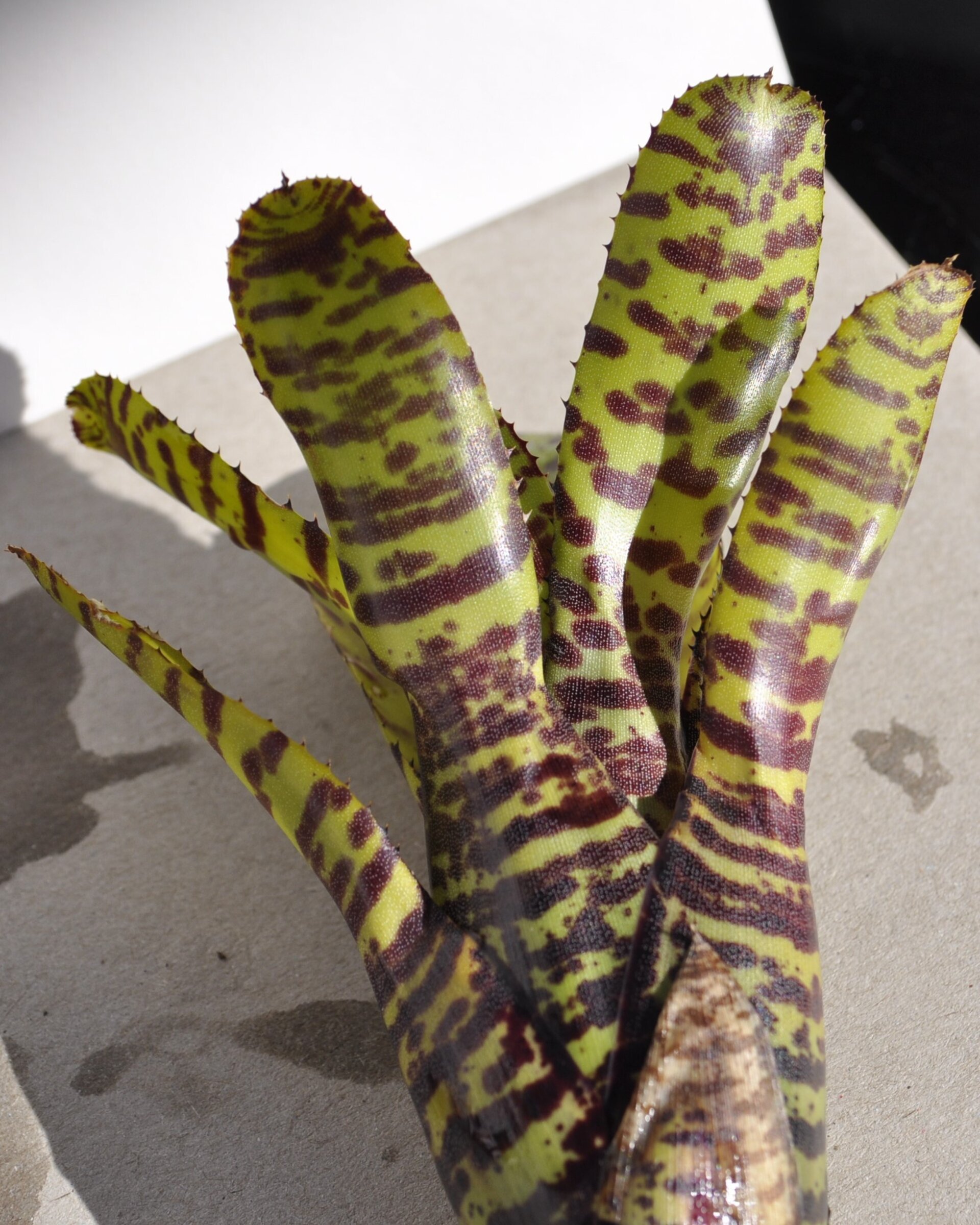 Neoregelia punctatissima - 6