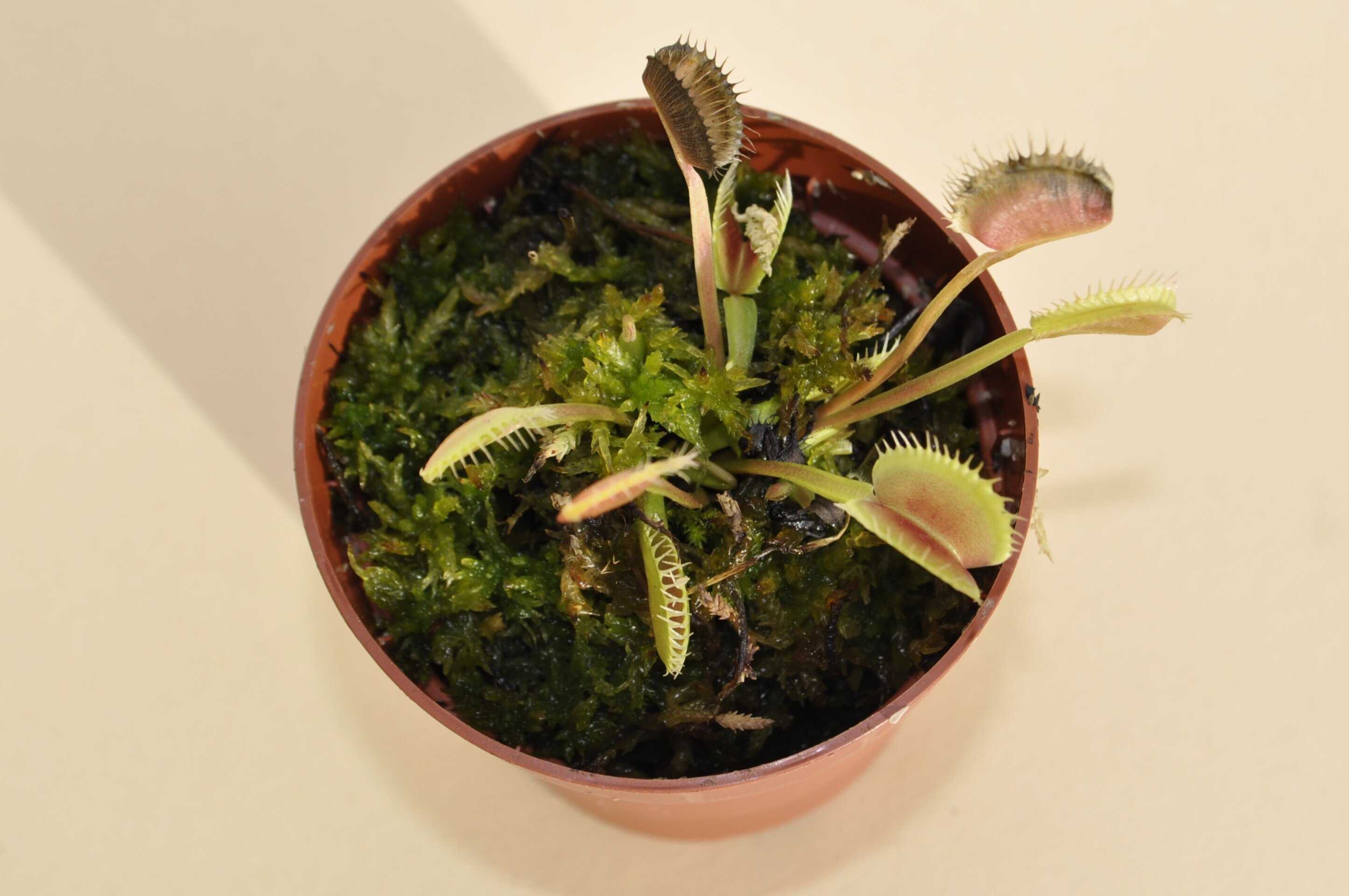 Dionaea muscipula Erect Form (venus atrapamoscas) - 3