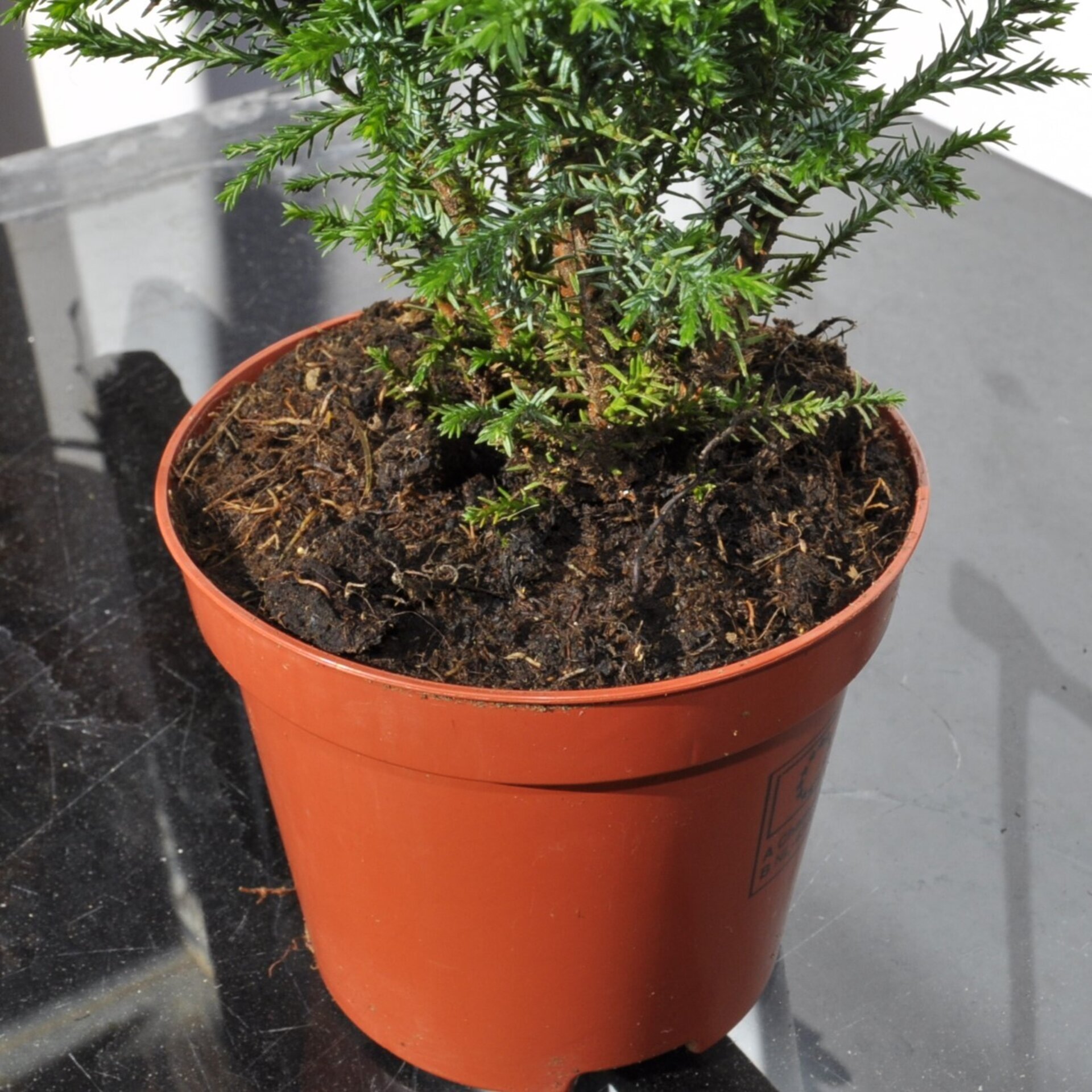 Chamaecyparis lawsoniana Ellwoodii (falso ciprés de Lawson) - 3