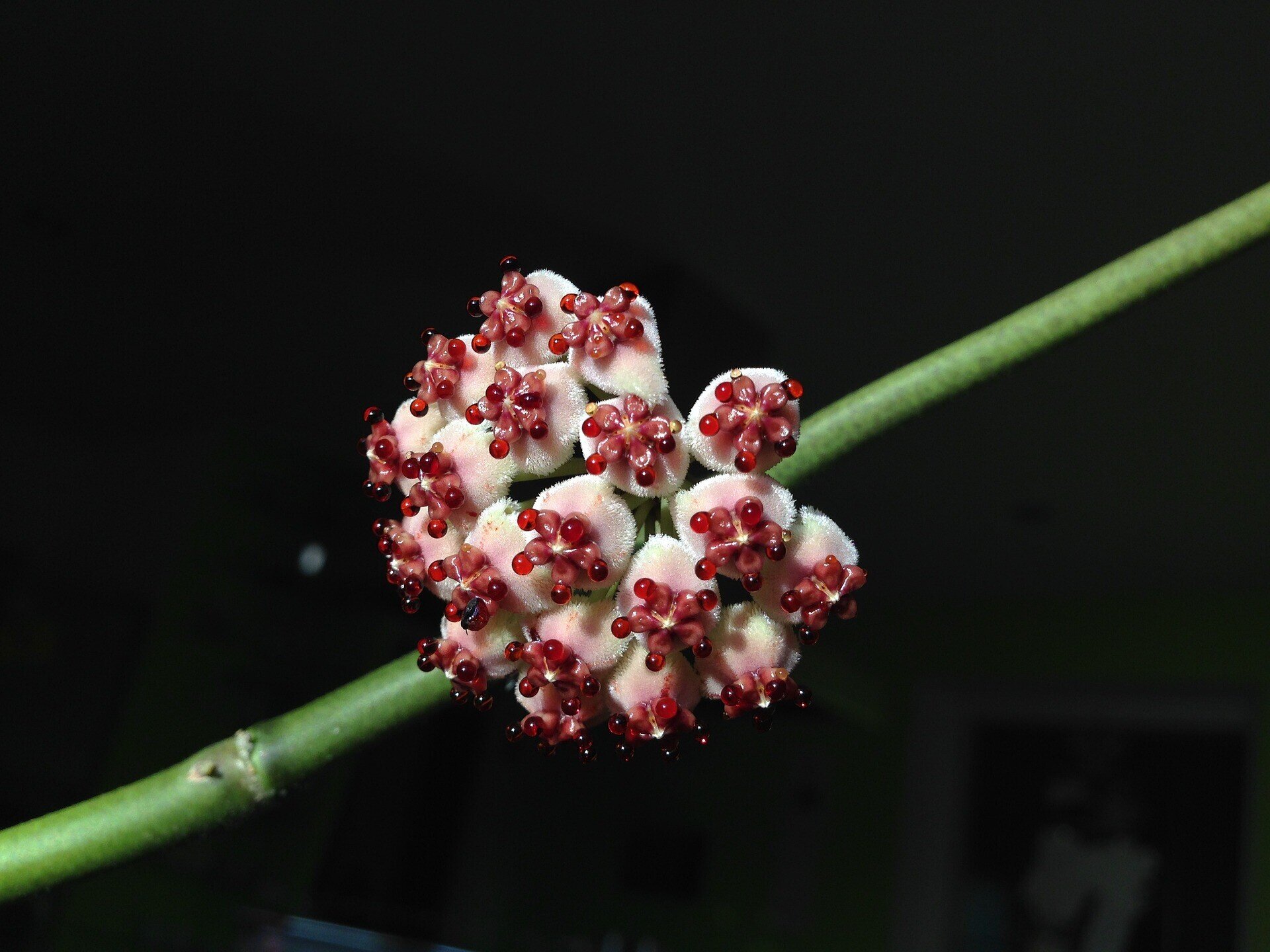Hoya kerrii (planta corazón) - 5