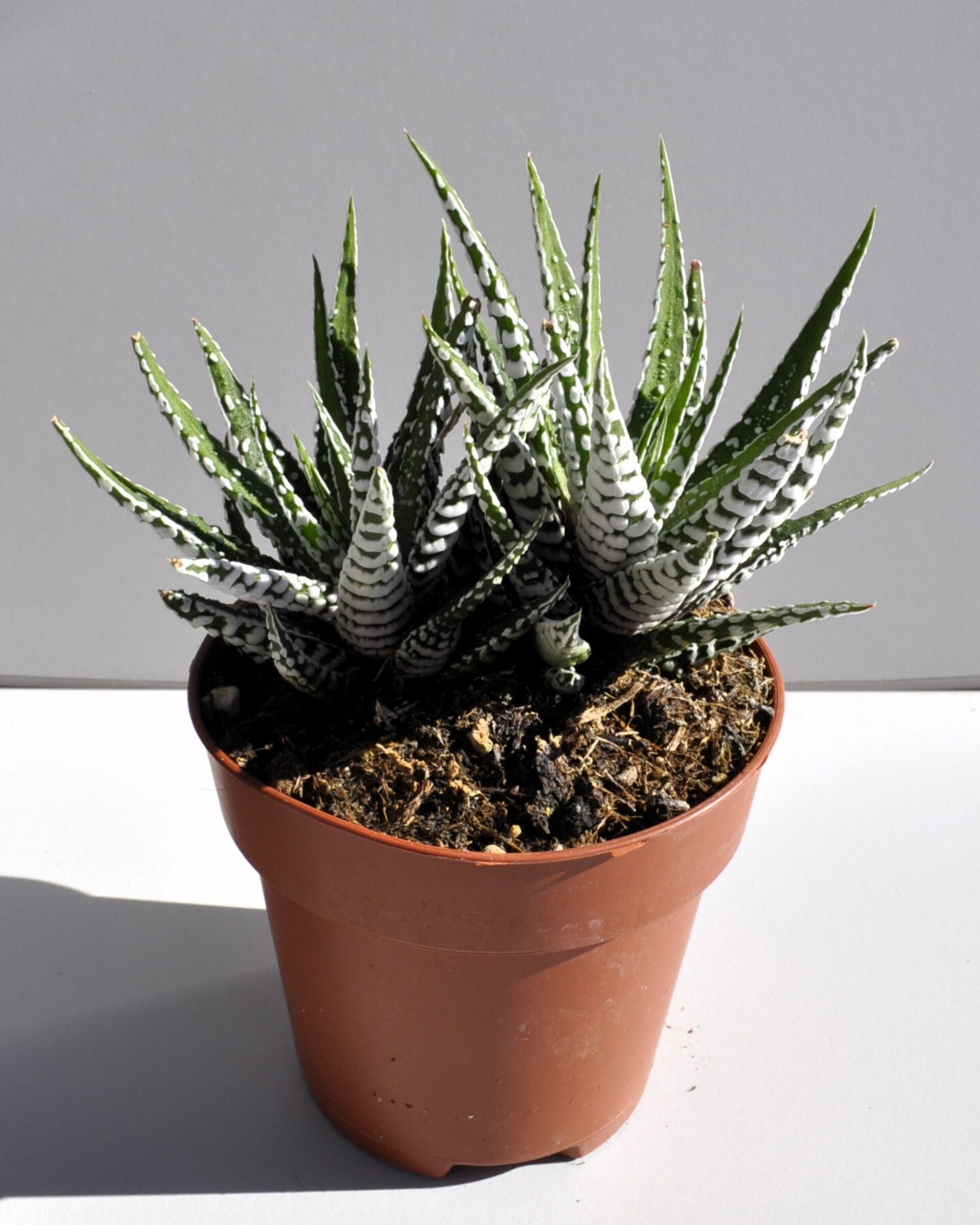 Haworthiopsis attenuata (= Haworthia attenuata) (planta cebra) - 2