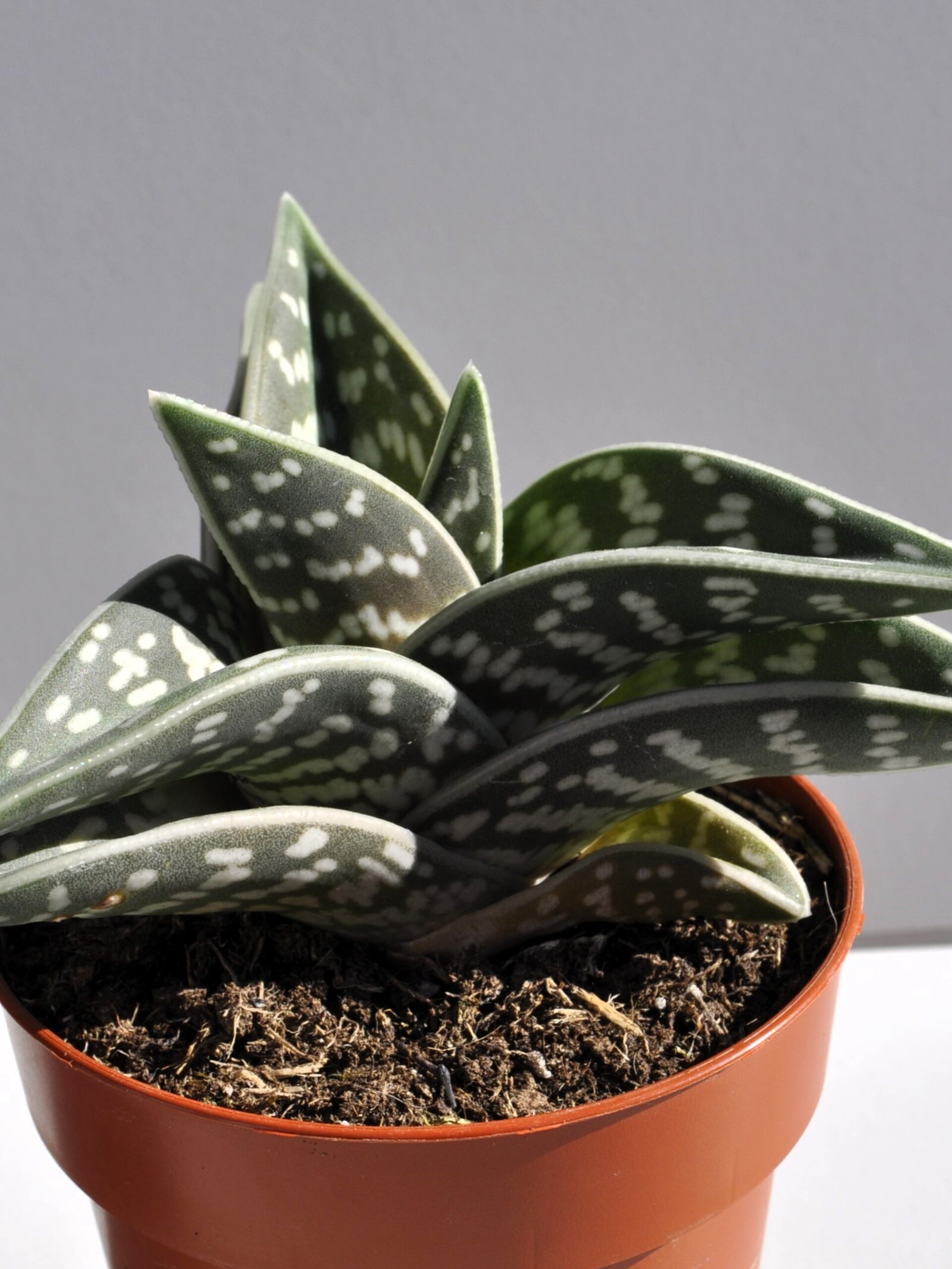 Aloe variegata (aloe pecho de perdiz, aloe tigre) - 3