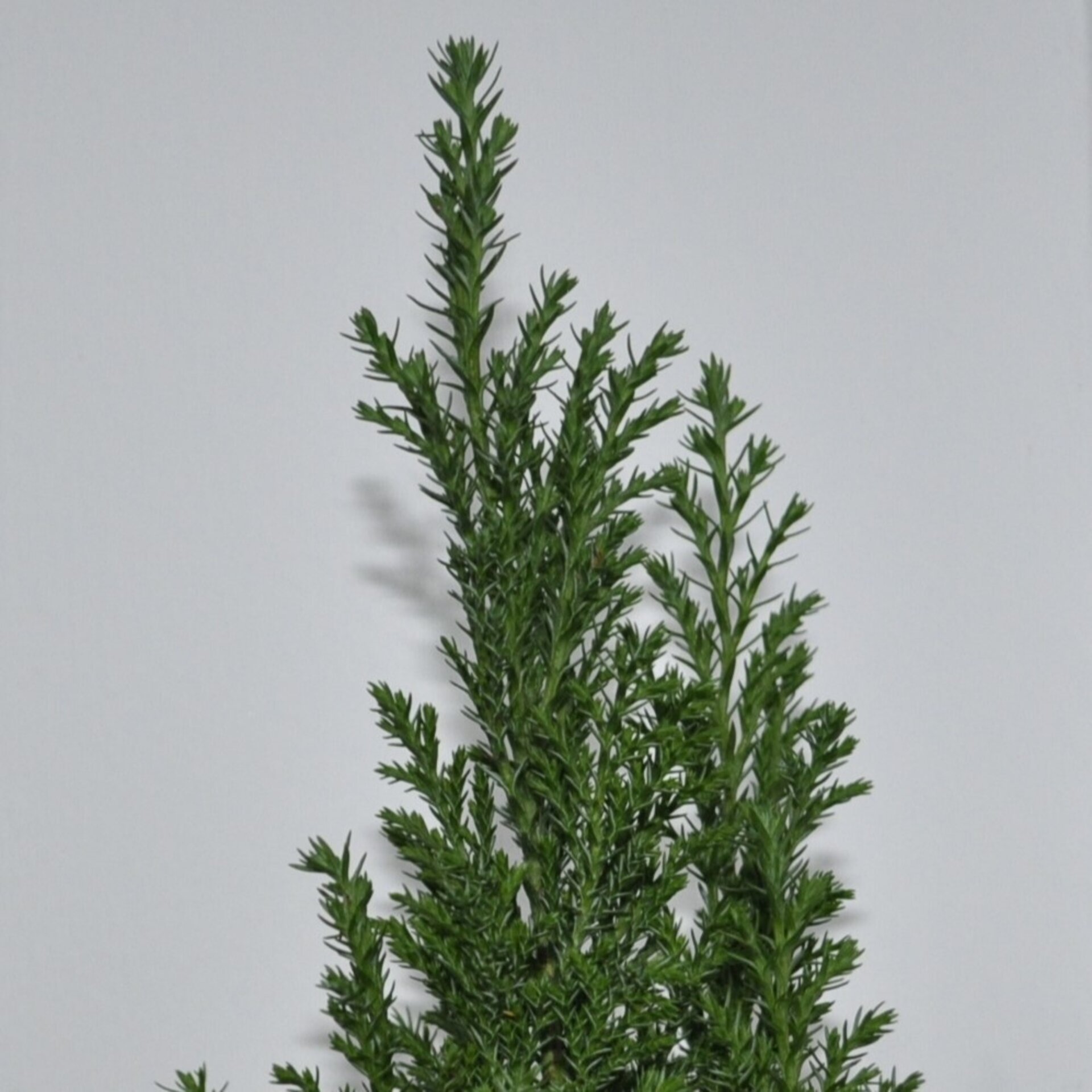 Chamaecyparis lawsoniana Ellwoodii (falso ciprés de Lawson) - 6
