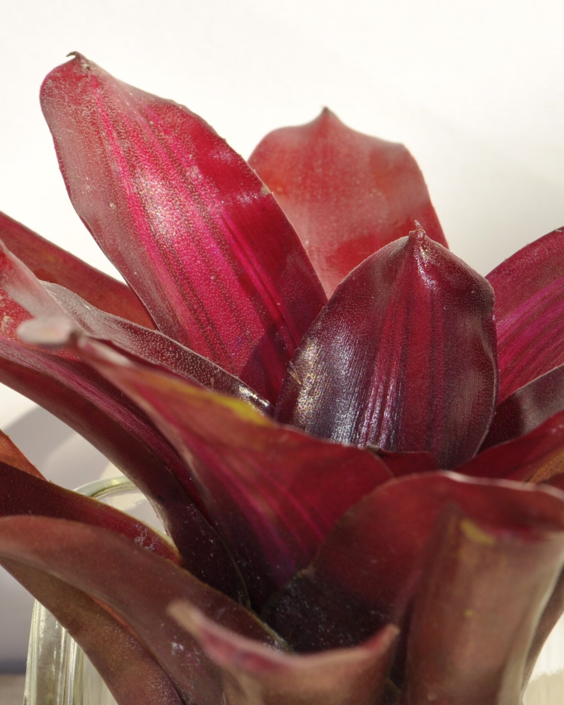 Neoregelia 'Iris' - 7