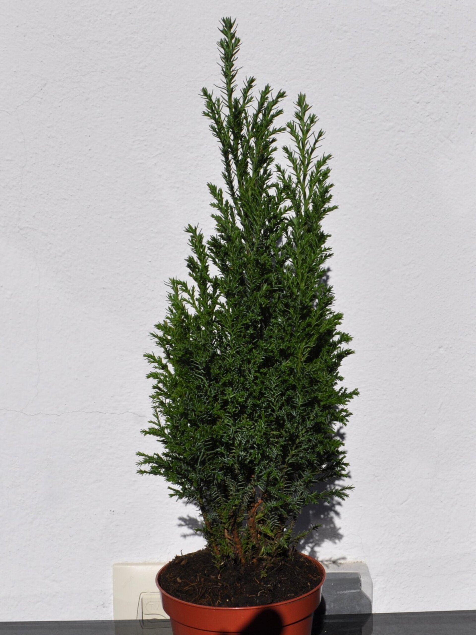 Chamaecyparis lawsoniana Ellwoodii (falso ciprés de Lawson) - 1