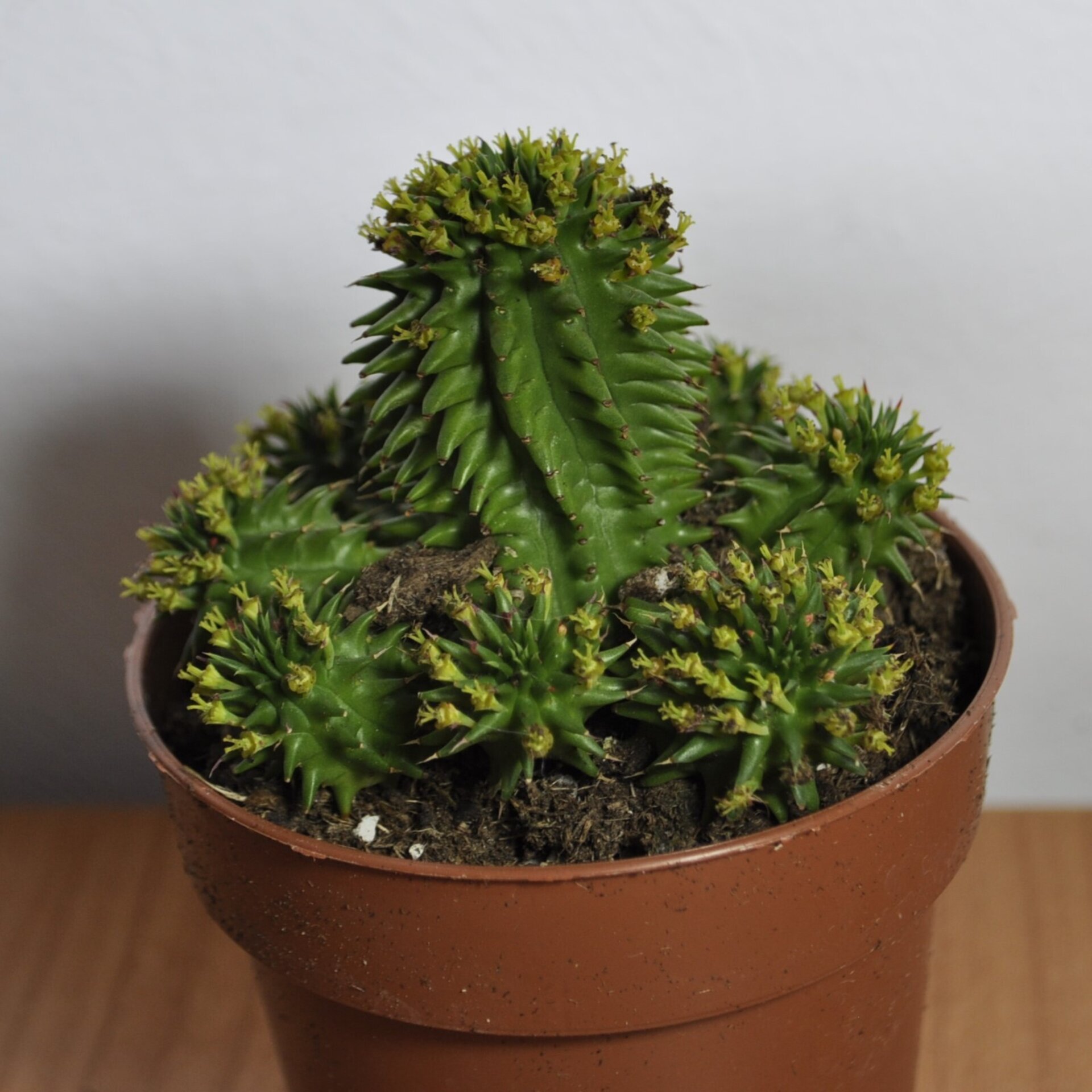 Euphorbia suzannae (= Euphorbia susannae) - 3