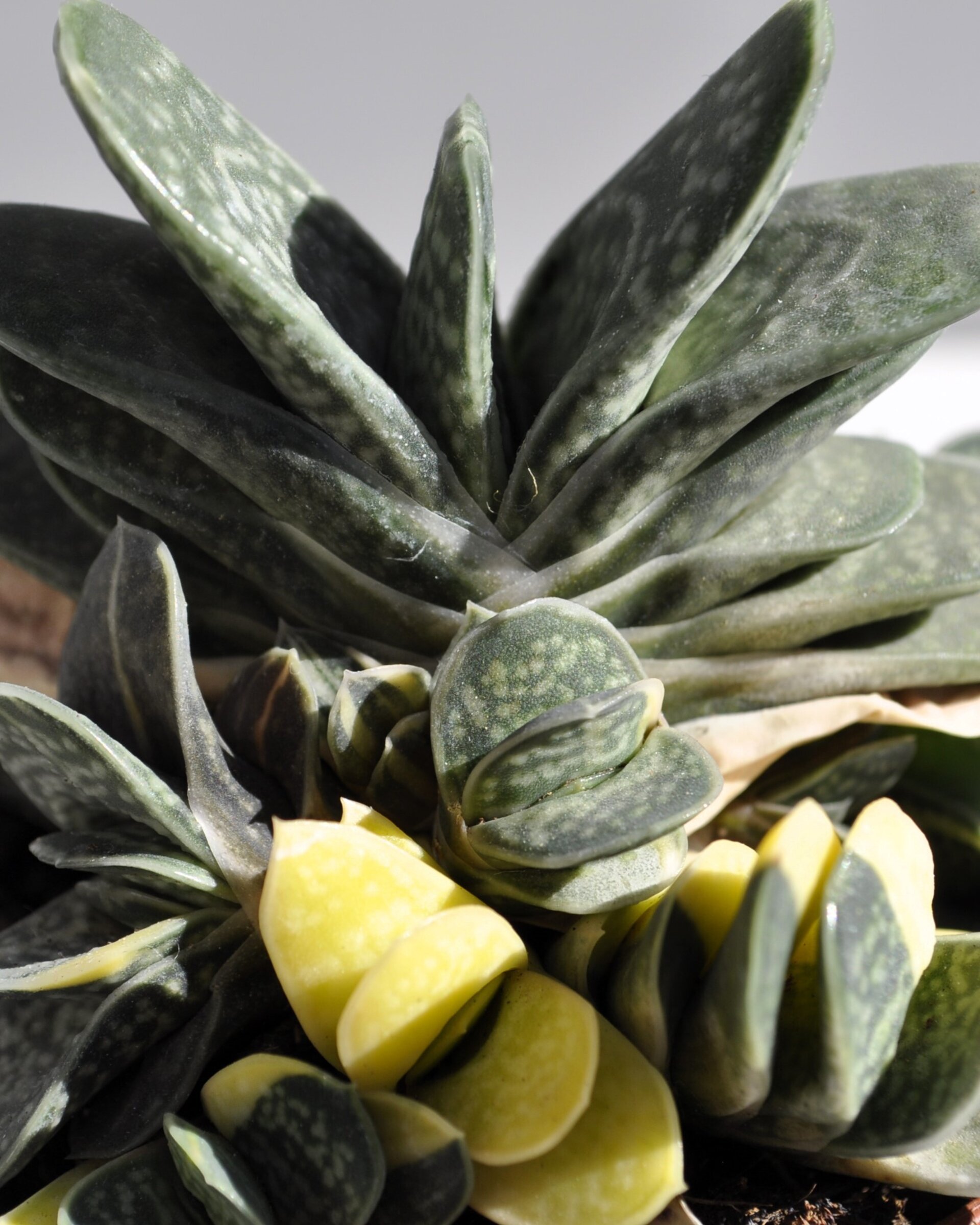 Gasteria gracilis Variegata - 6