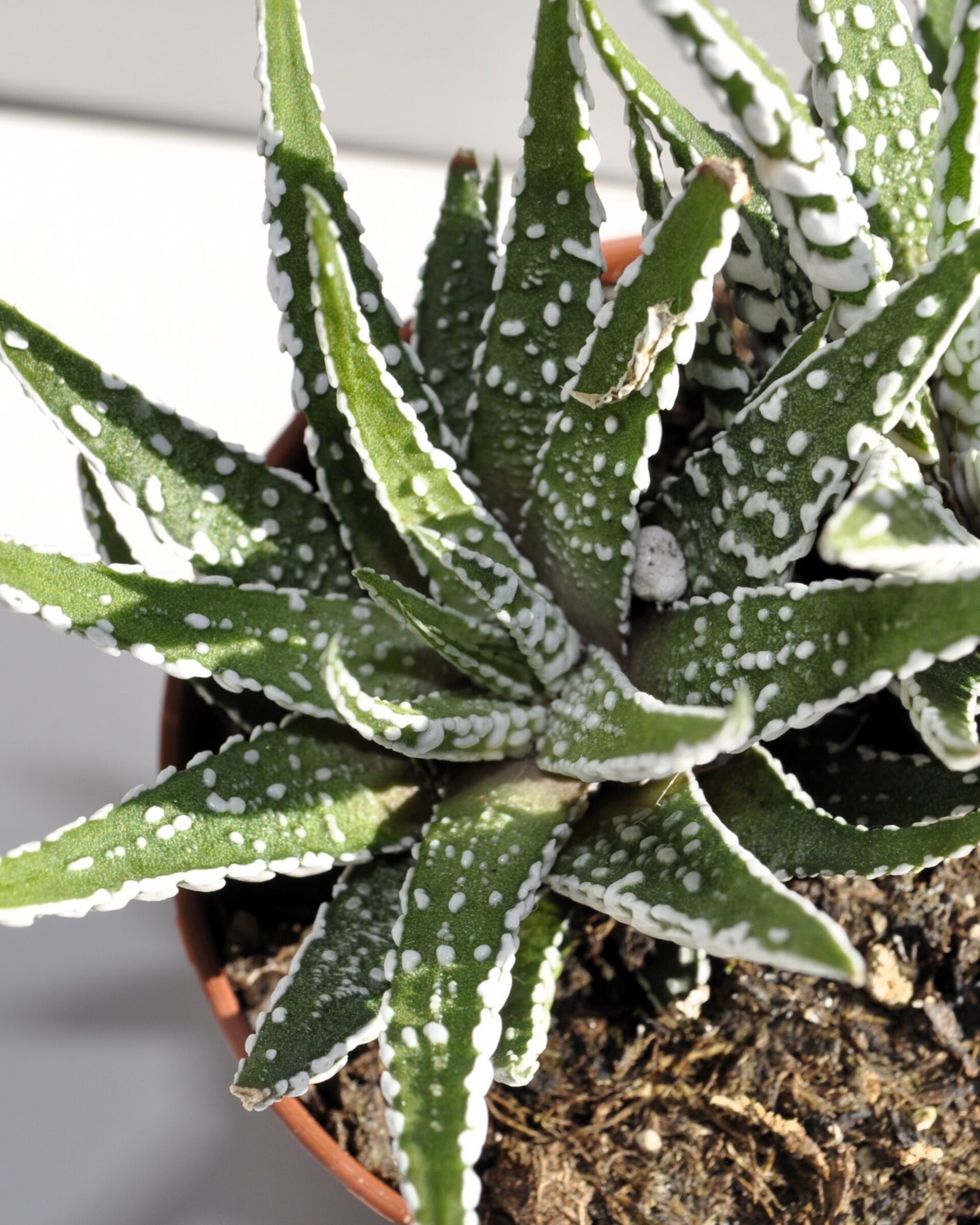 Haworthiopsis attenuata (= Haworthia attenuata) (planta cebra) - 6