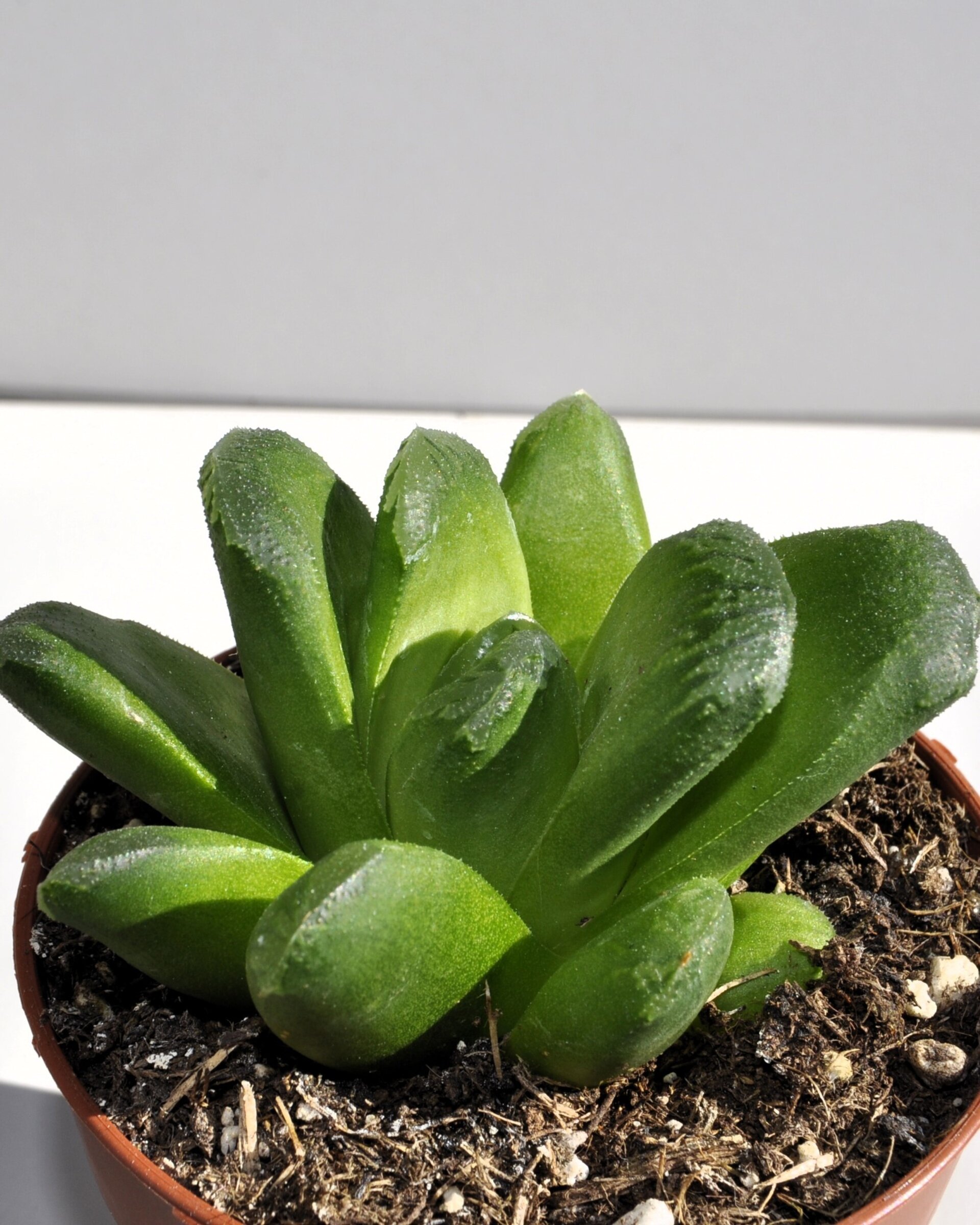Haworthia cv. Tremenda - 5