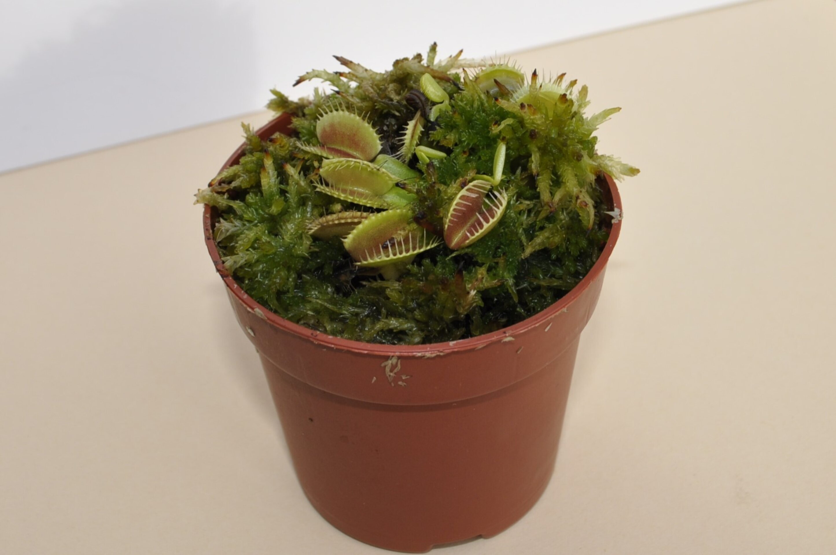 Dionaea muscipula típica (venus atrapamoscas) - 3