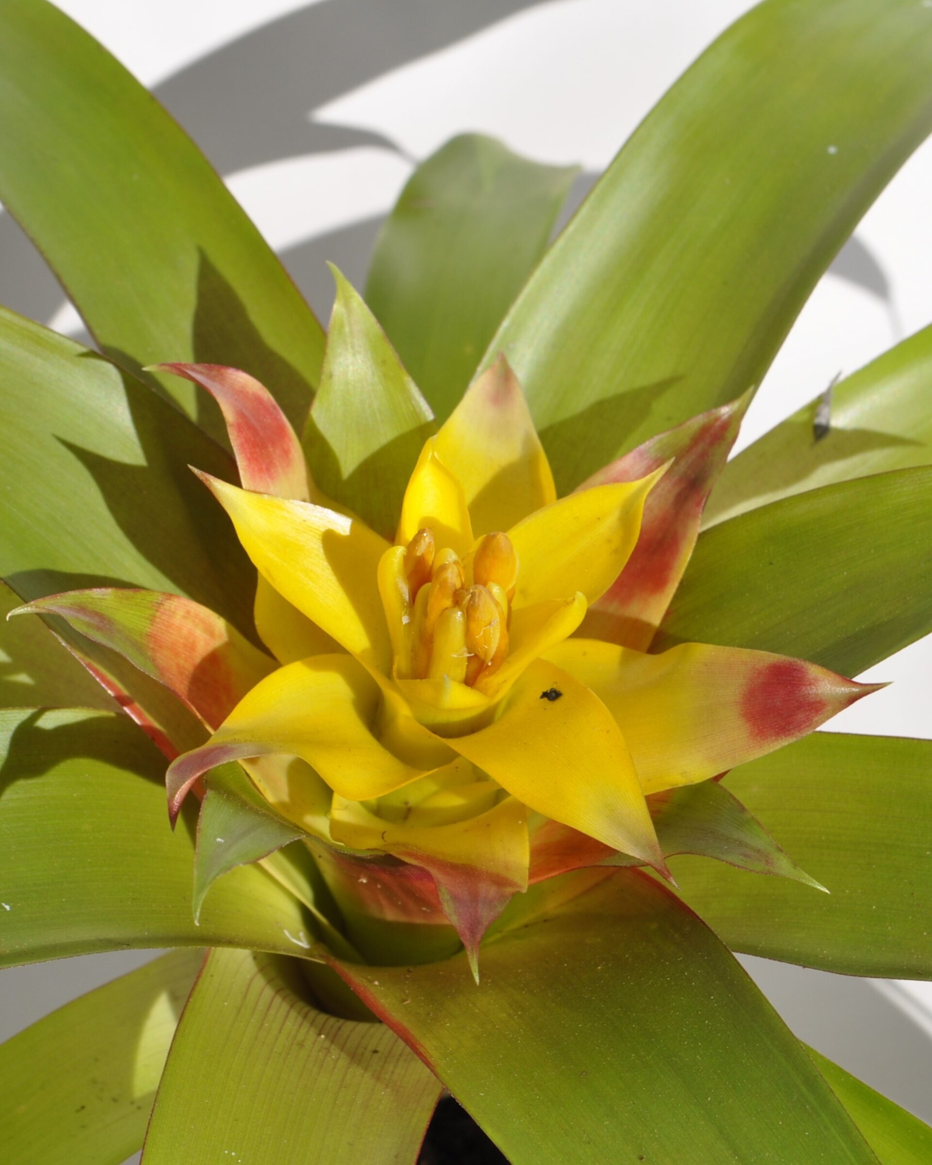 Guzmania 'Mia' (mini) [en flor] - 8