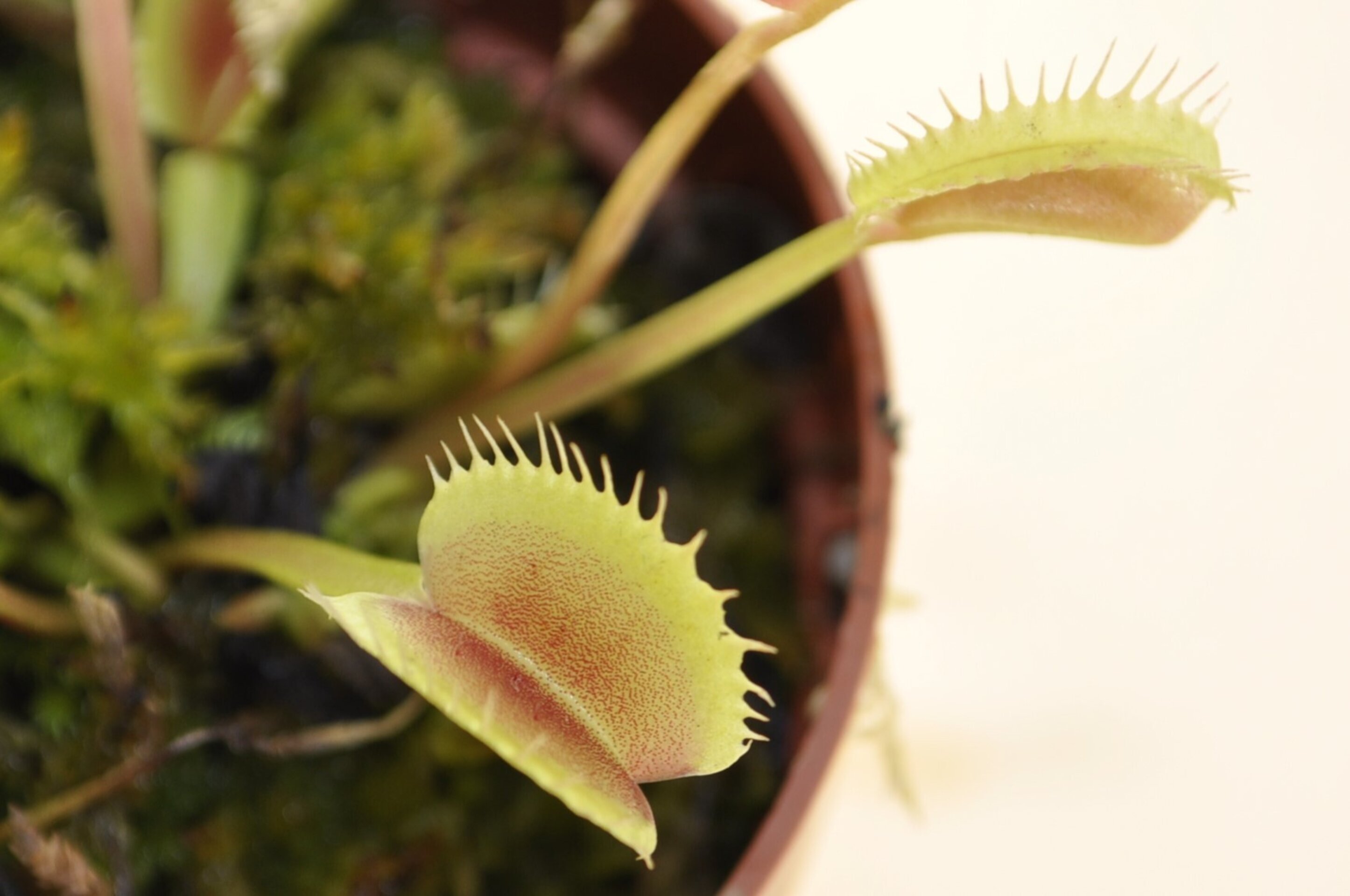 Dionaea muscipula Erect Form (venus atrapamoscas) - 5
