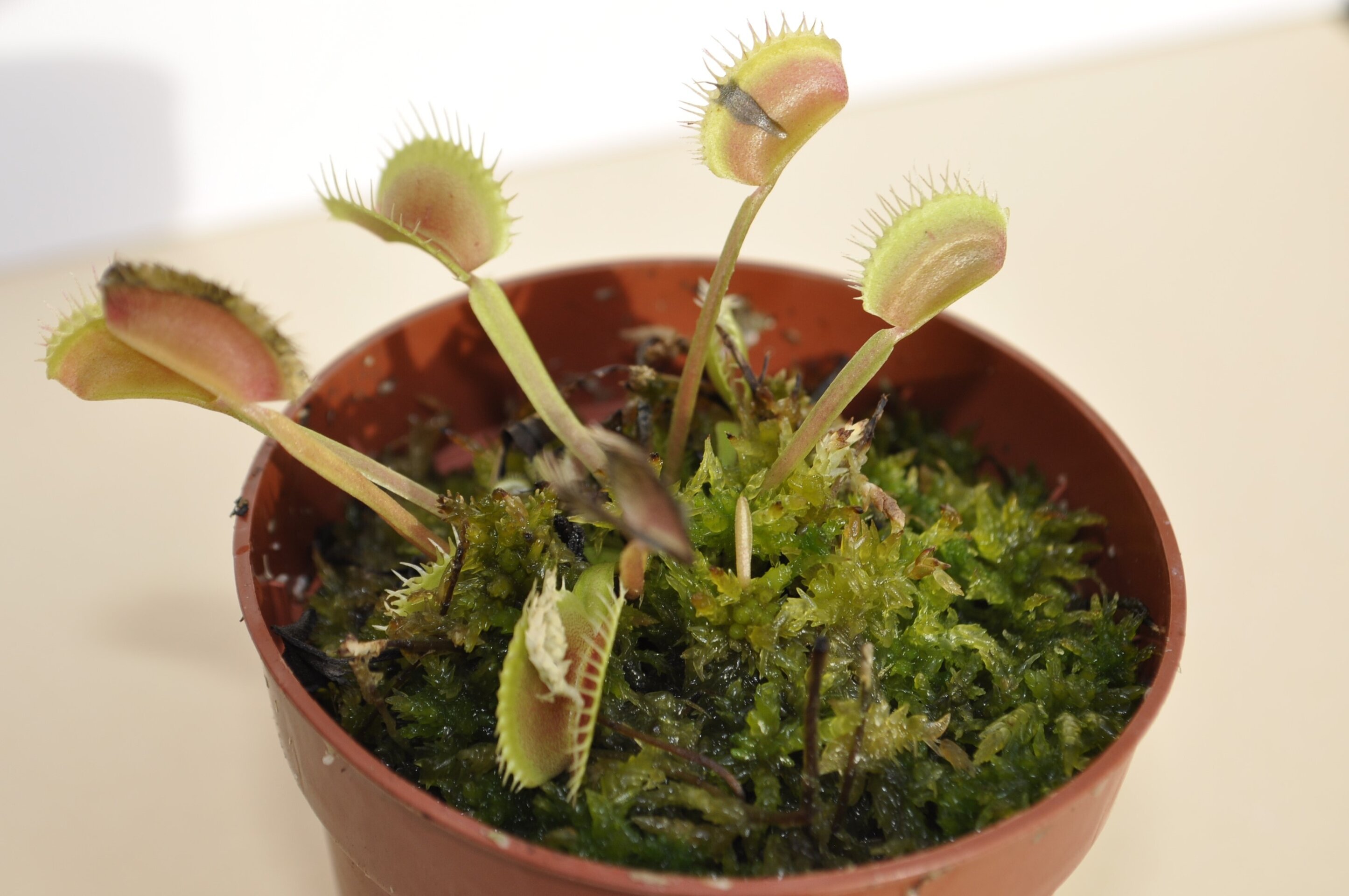 Dionaea muscipula Erect Form (venus atrapamoscas) - 2