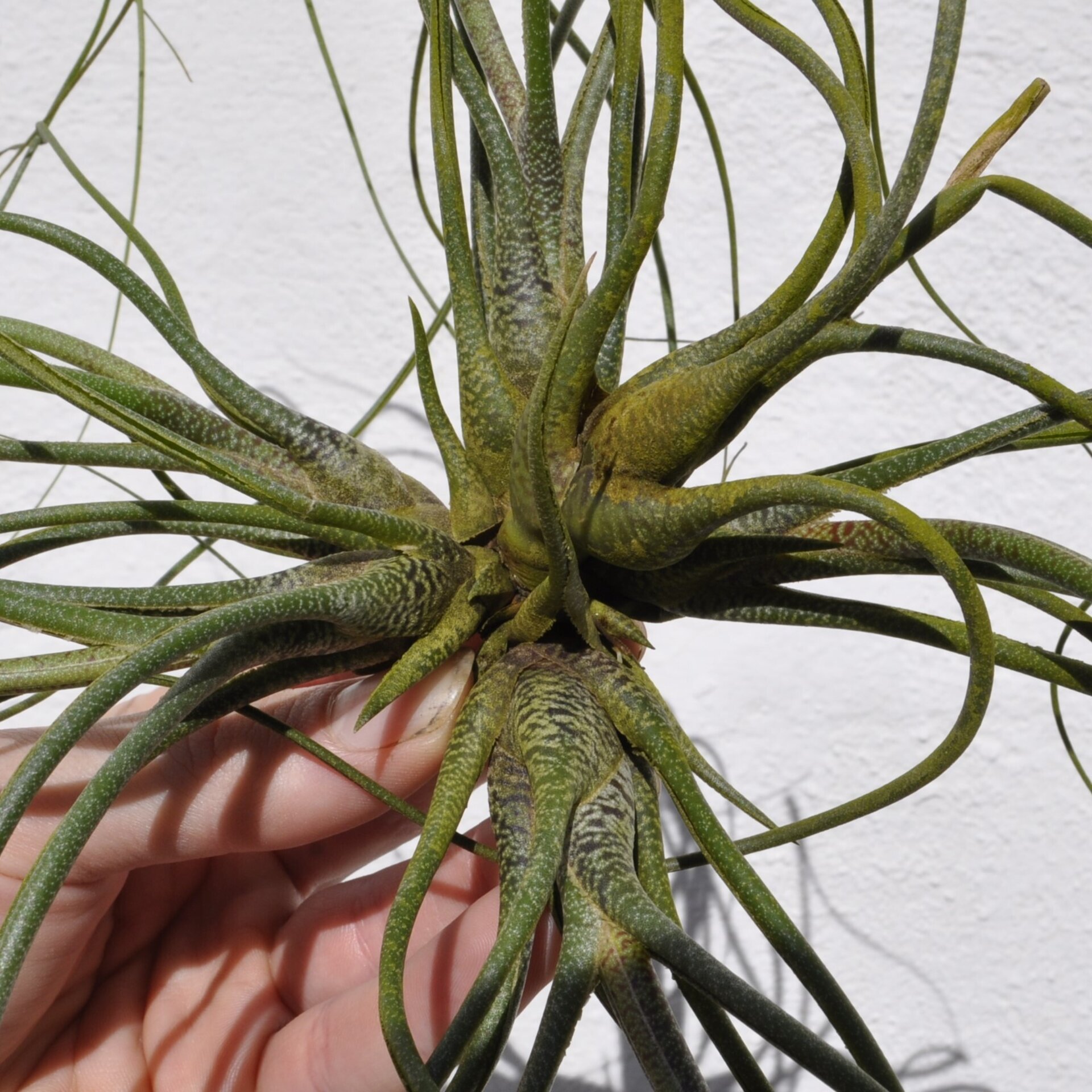 Tillandsia butzii "clump" (mata) - 3