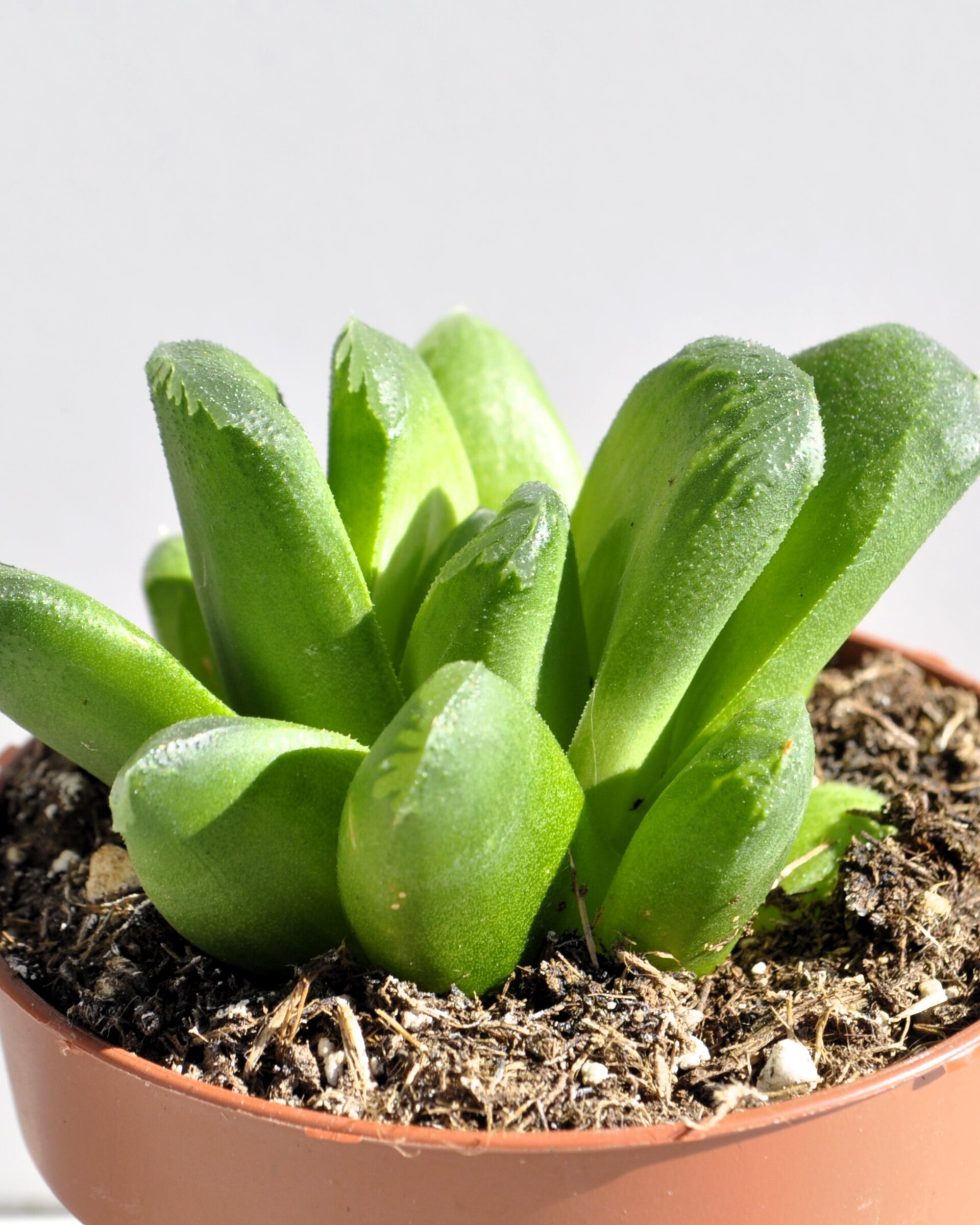 Haworthia cv. Tremenda - 6