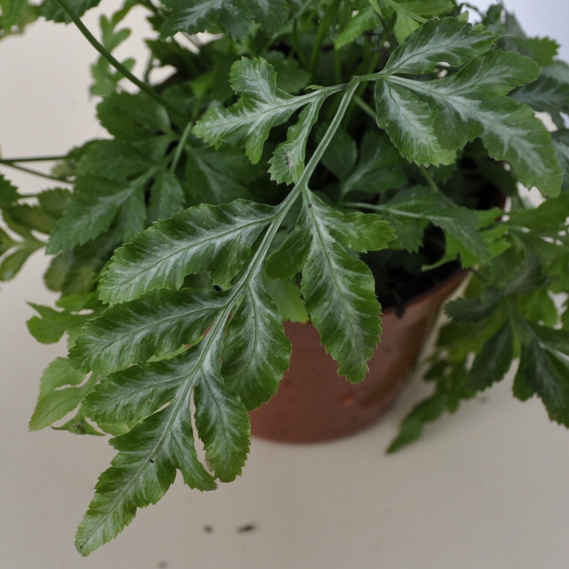 Pteris ensiformis Evergemiensis (helecho temblón) - 1