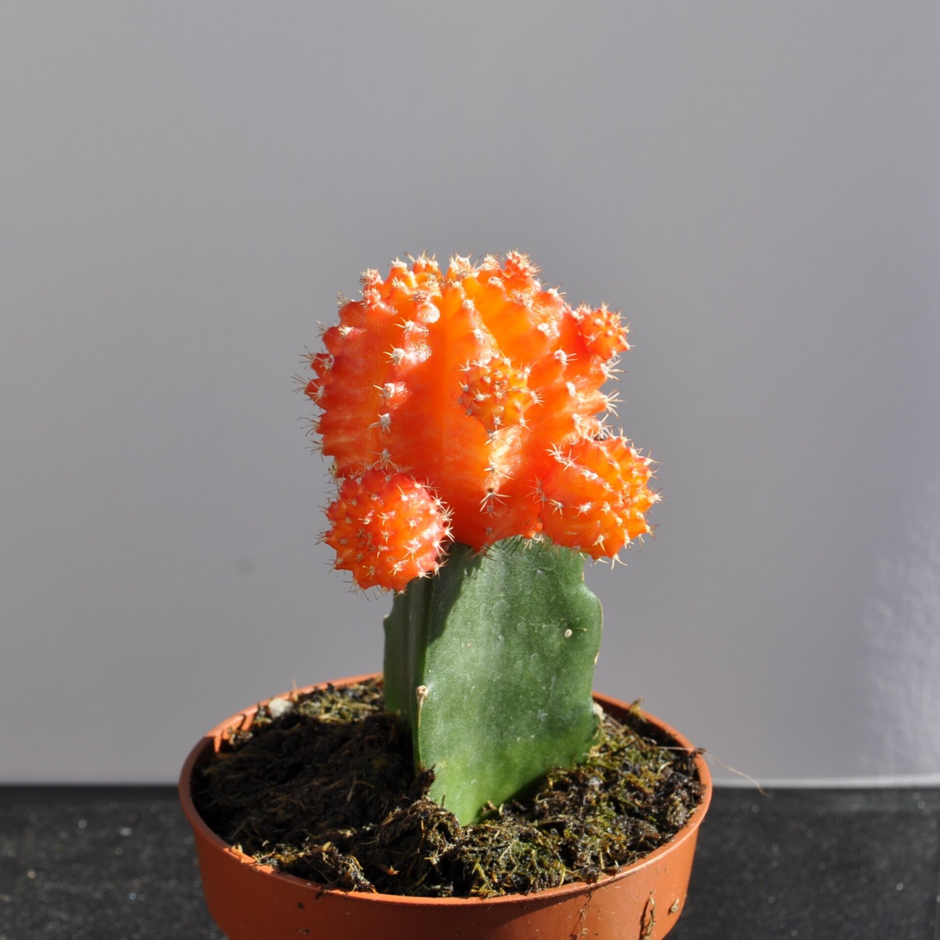 Gymnocalycium mihanovichii injertado - naranja - 7