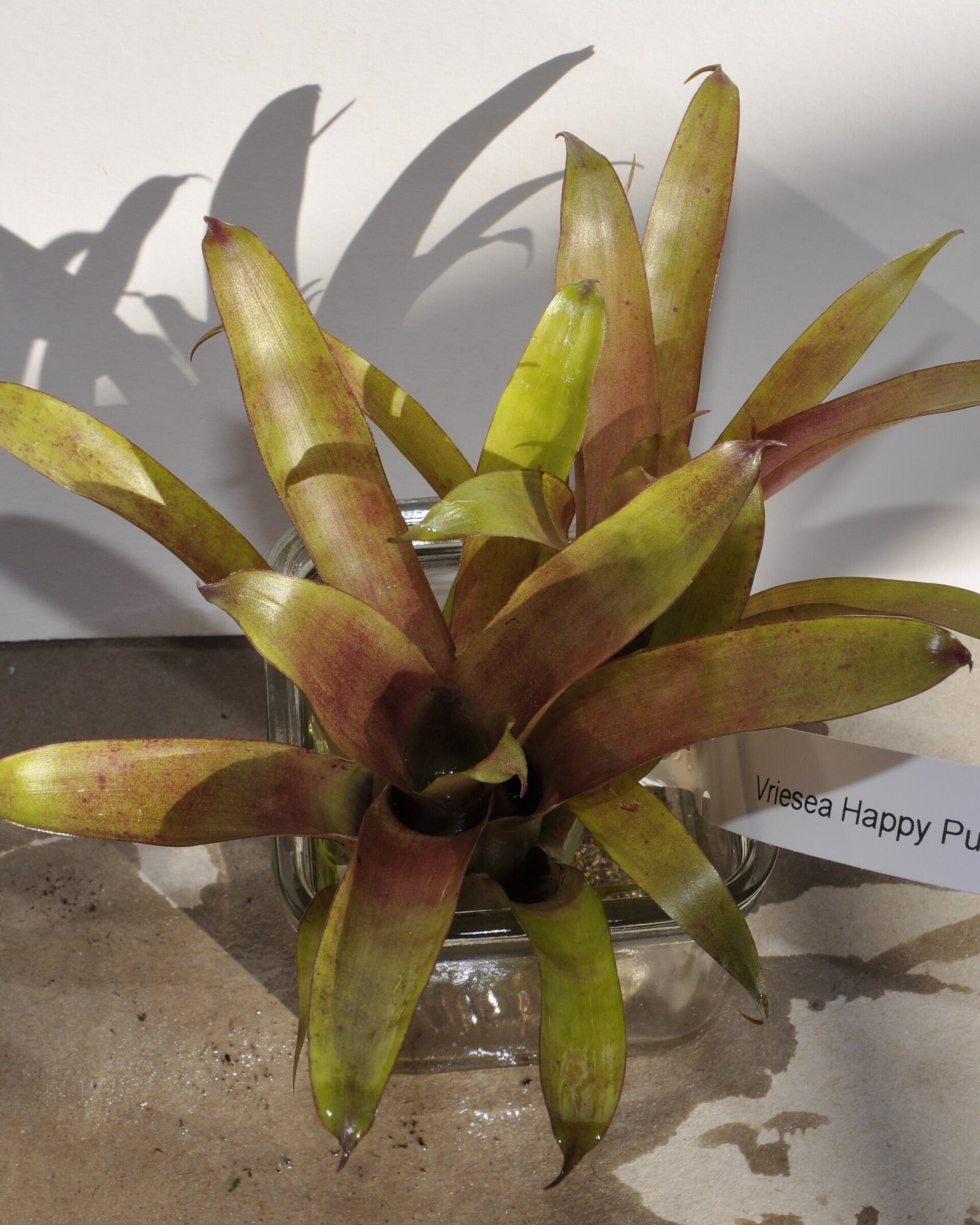 Vriesea 'Happy Purple' (mini) - 4
