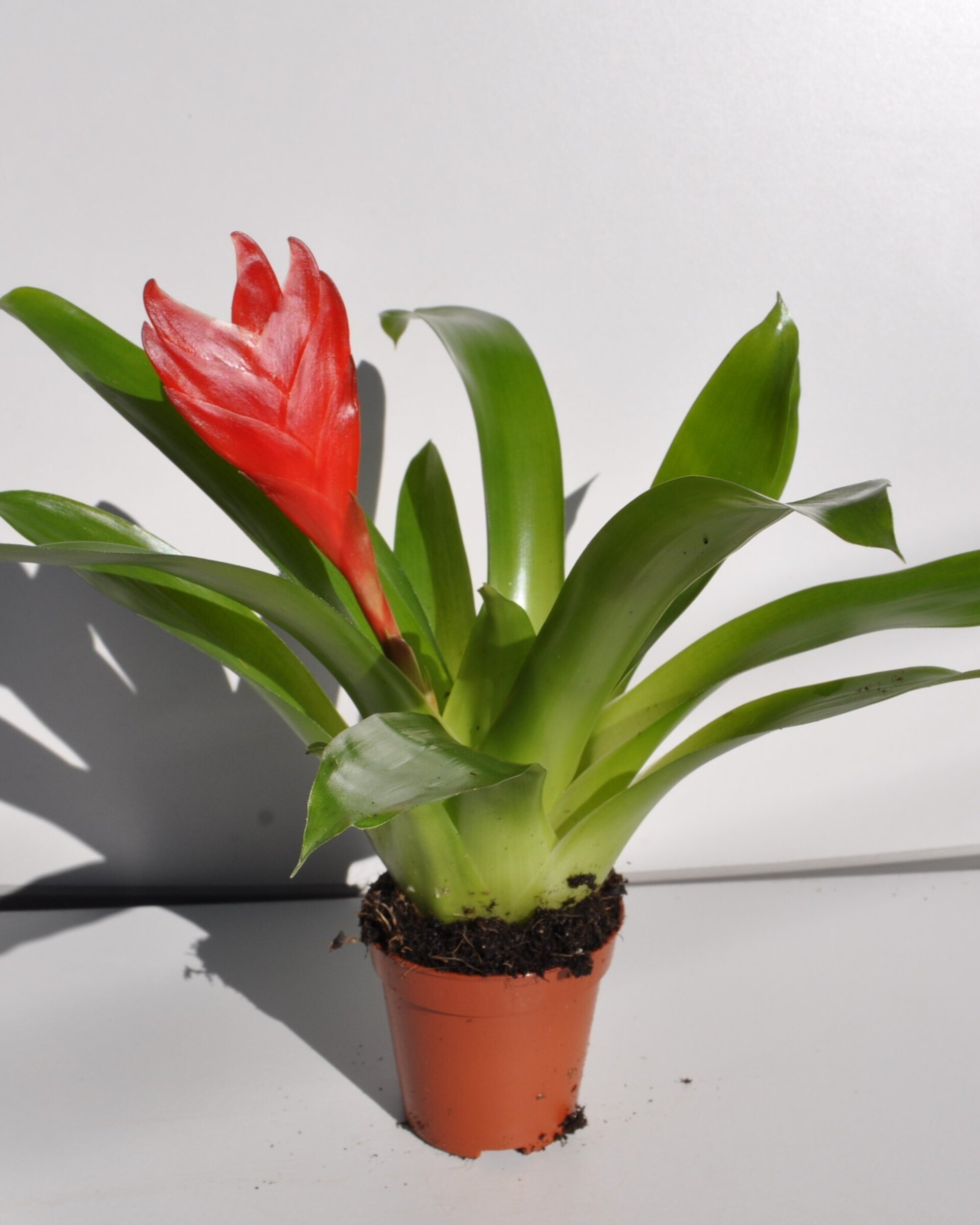 Vriesea 'Christiane' (mini) [en flor] - 2