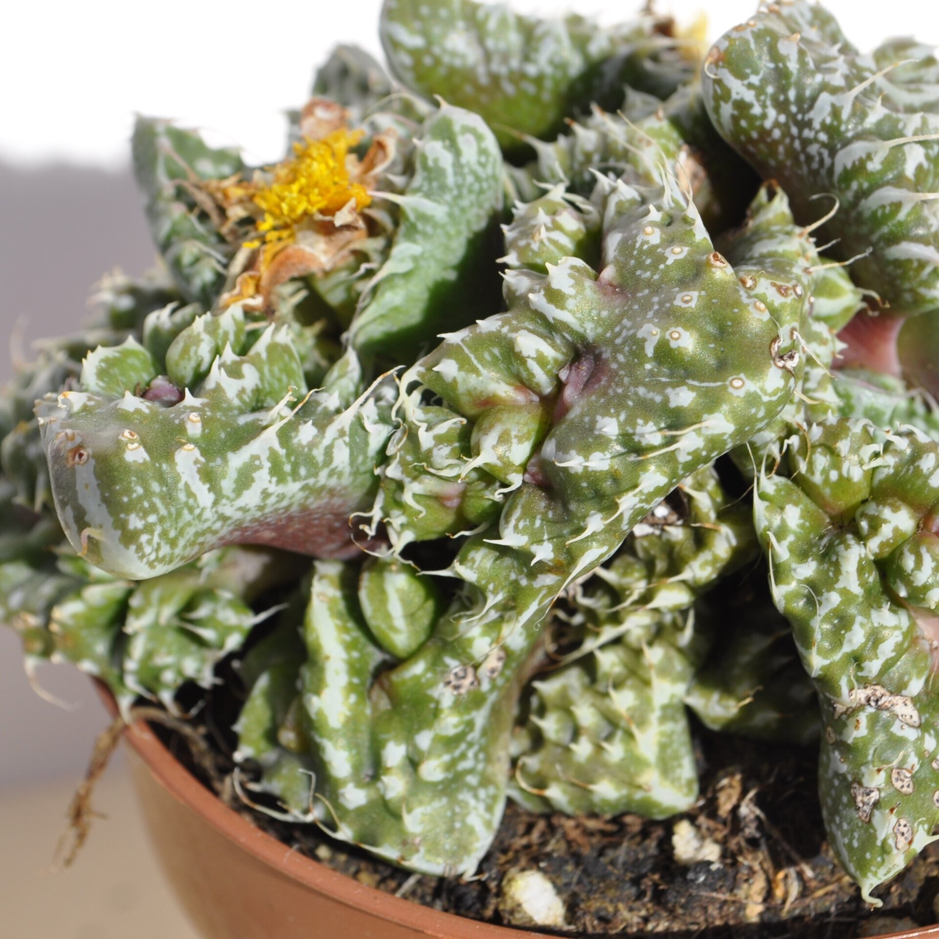 Faucaria tuberculosa Super Warty (faucaria Super Verrugosa) - 5
