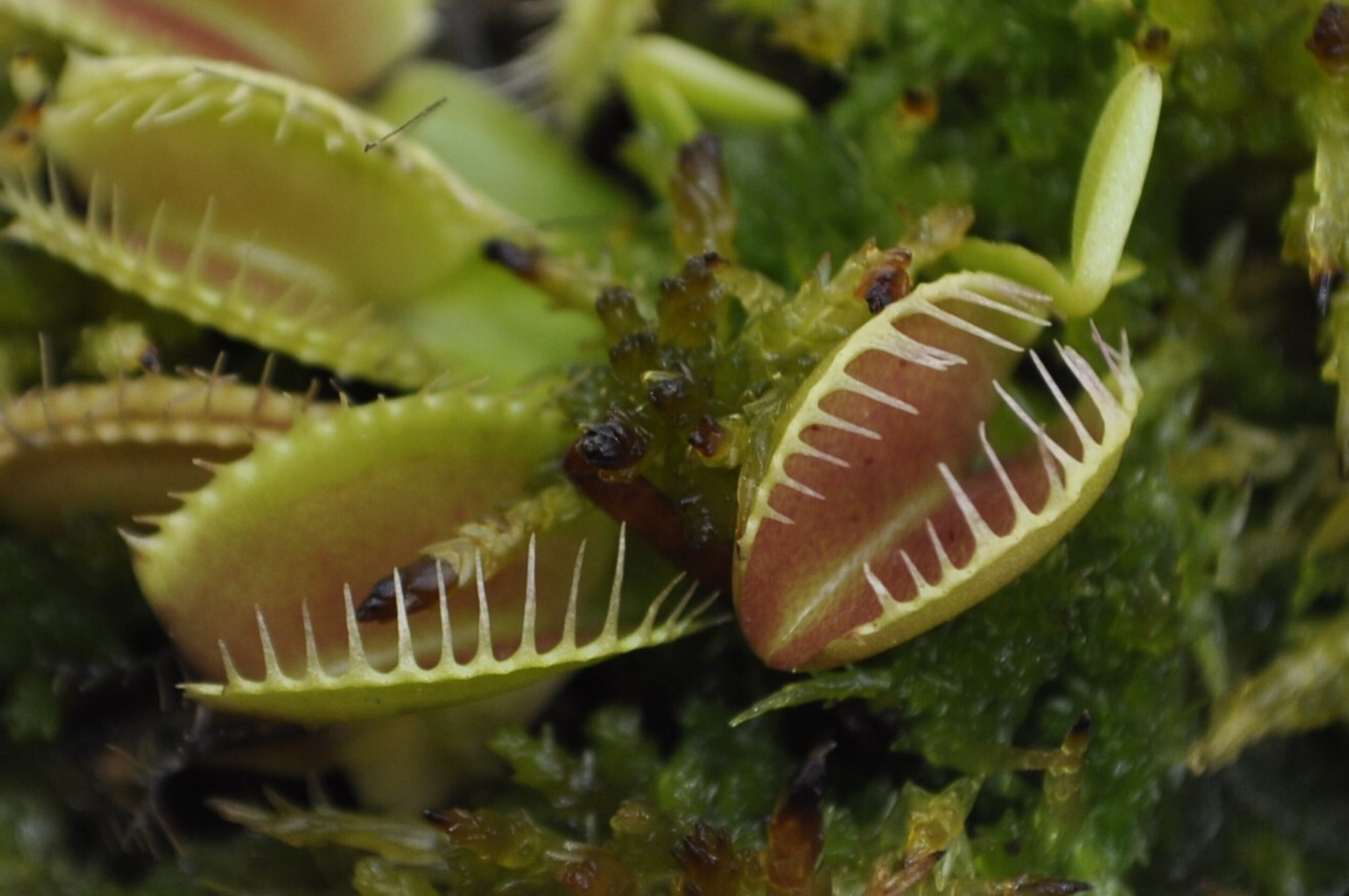Dionaea muscipula típica (venus atrapamoscas) - 2