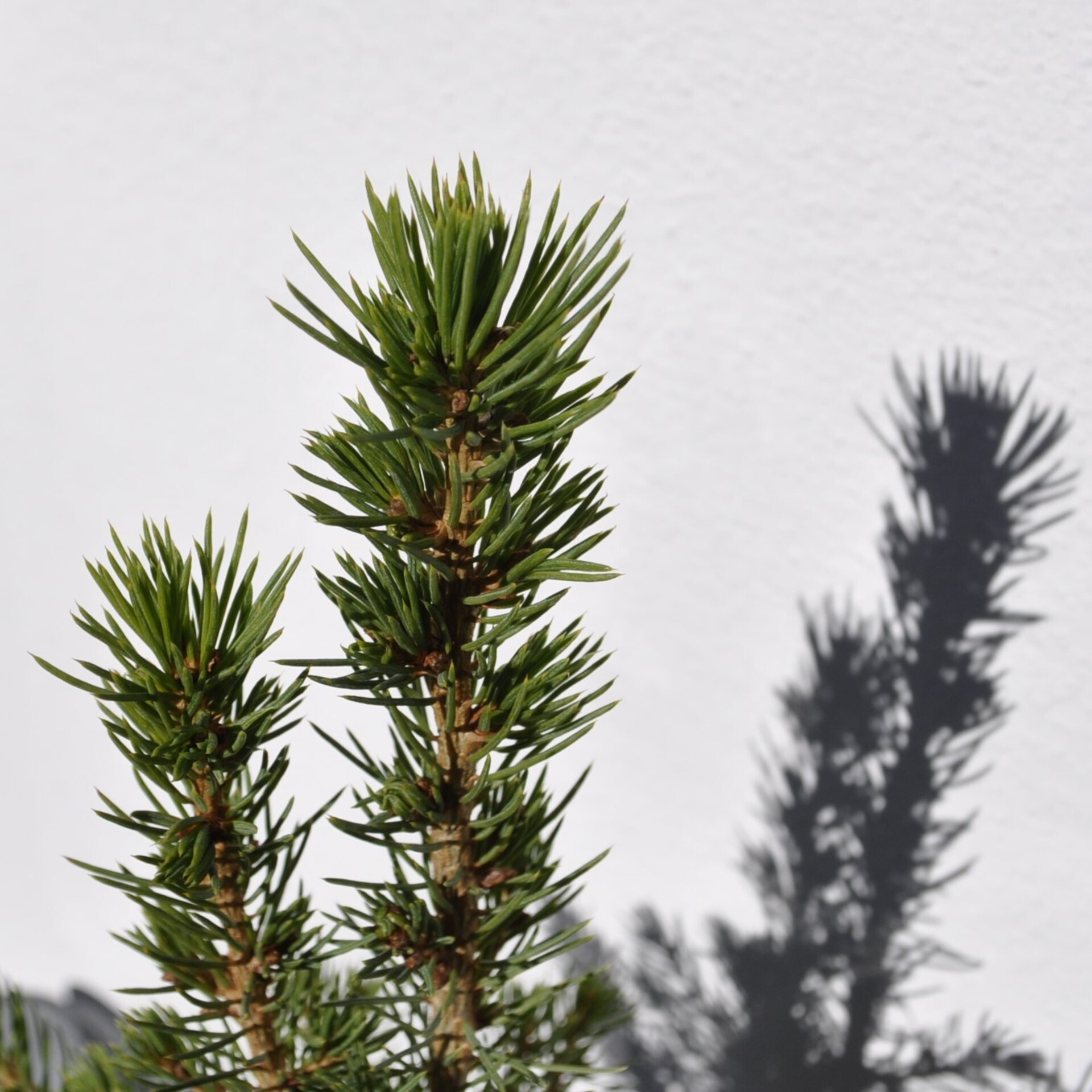 Picea glauca var. albertiana Conica (pícea blanca cónica) - 5