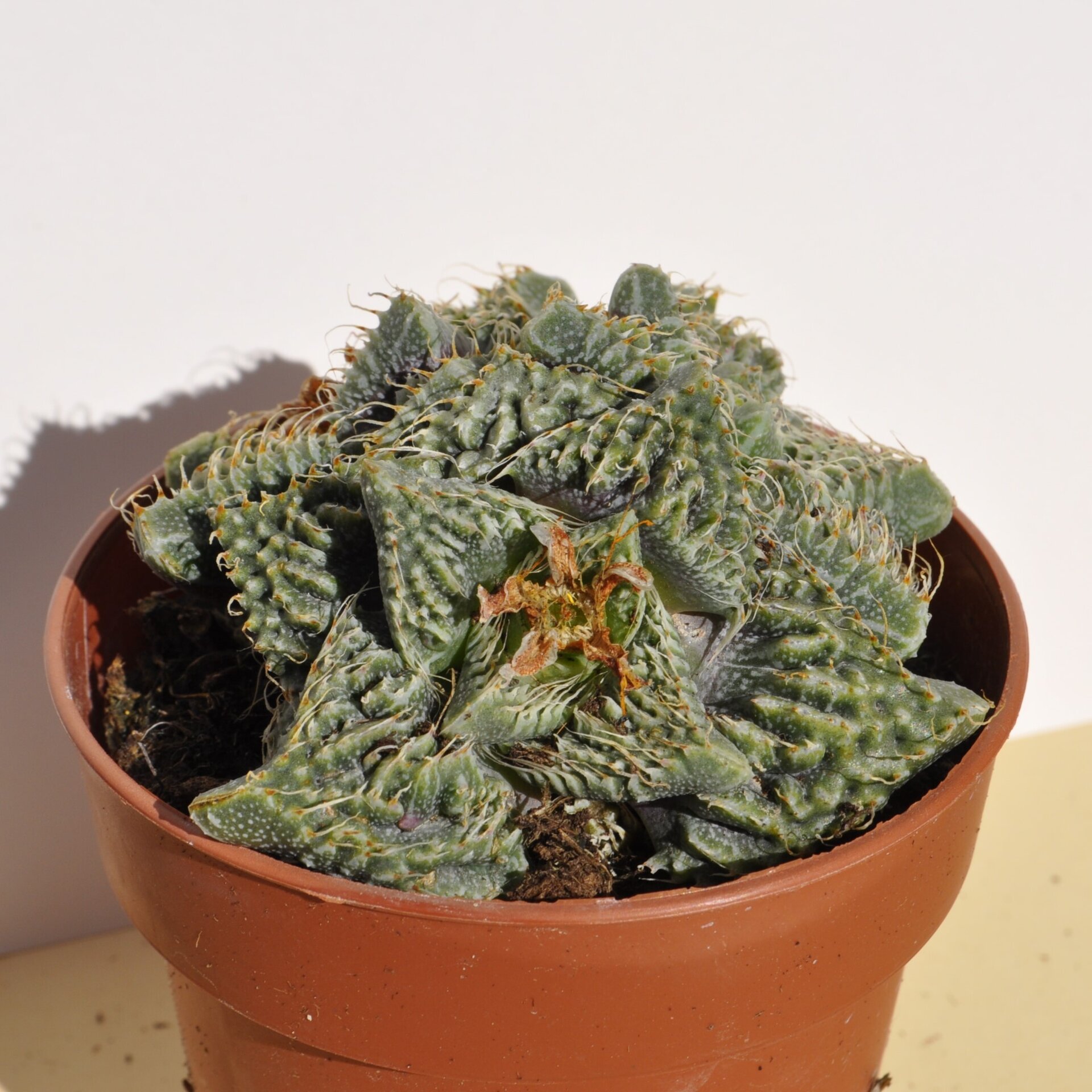 Faucaria tuberculosa Super Warty (faucaria Super Verrugosa) - 7