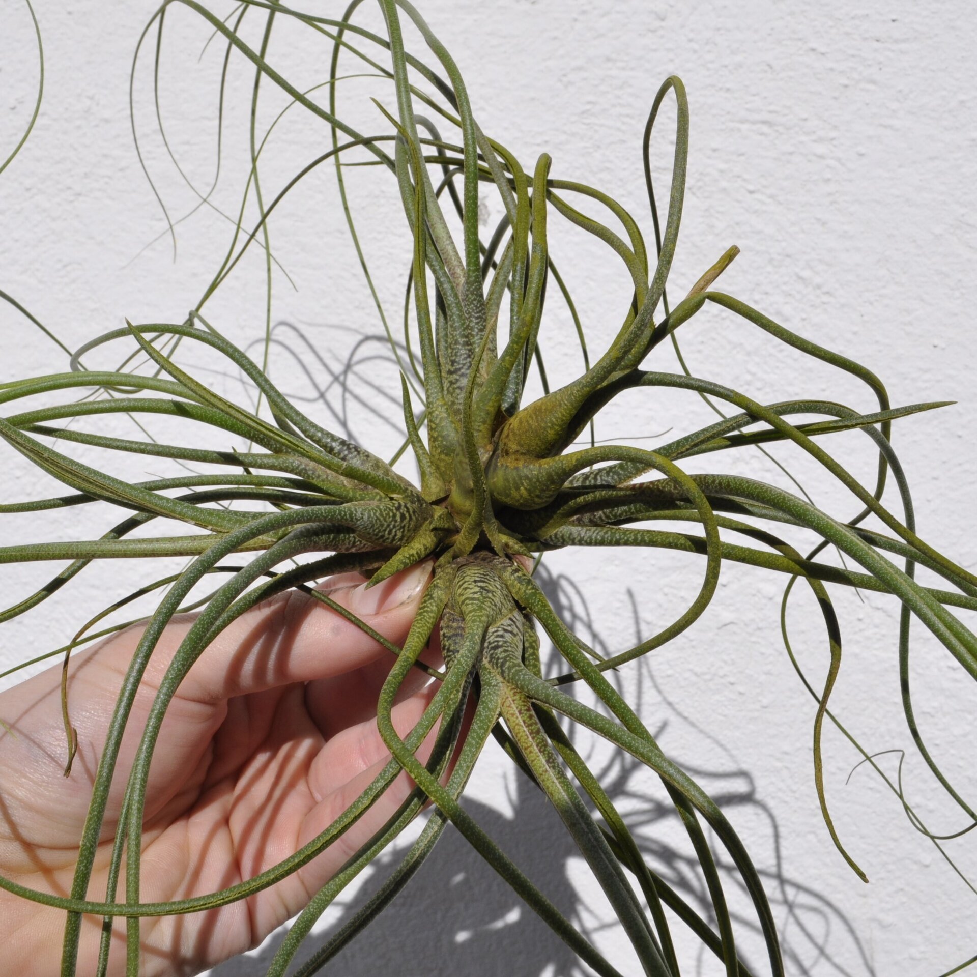 Tillandsia butzii "clump" (mata) - 2