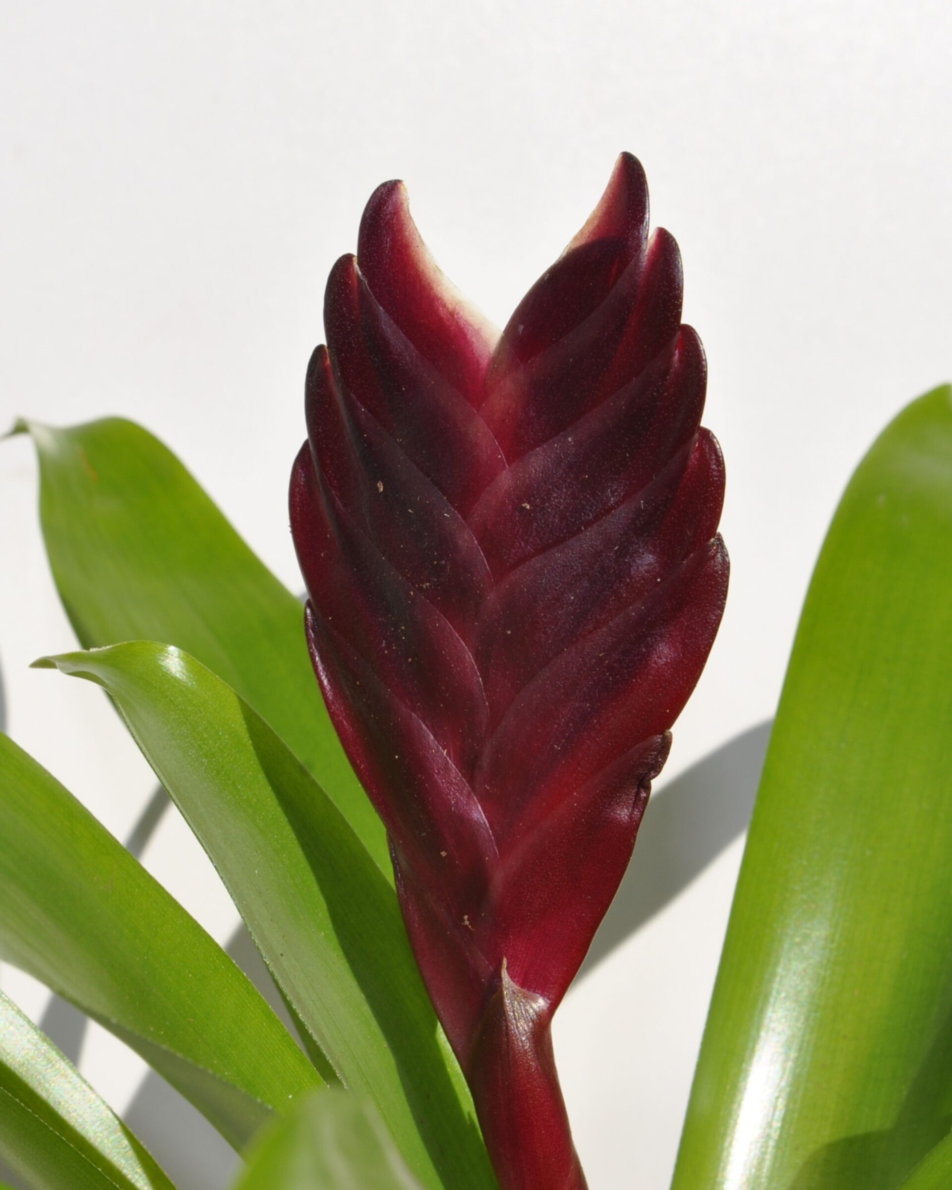 Vriesea 'Cathy' (mini) [en flor] - 5