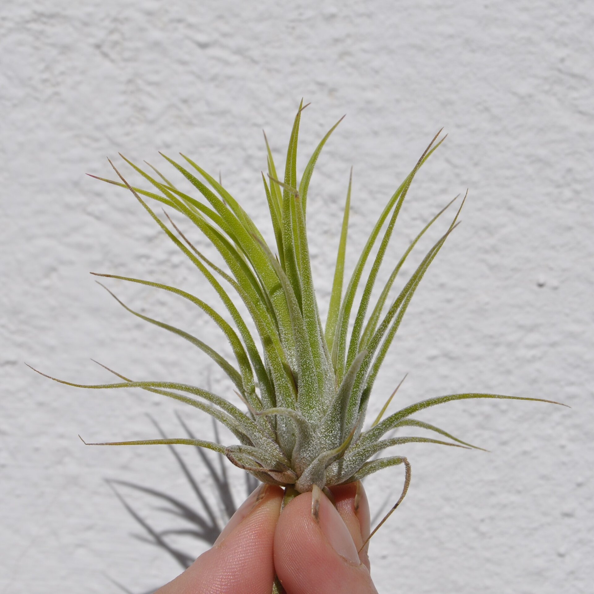 Tillandsia ionantha var. ionantha - 4