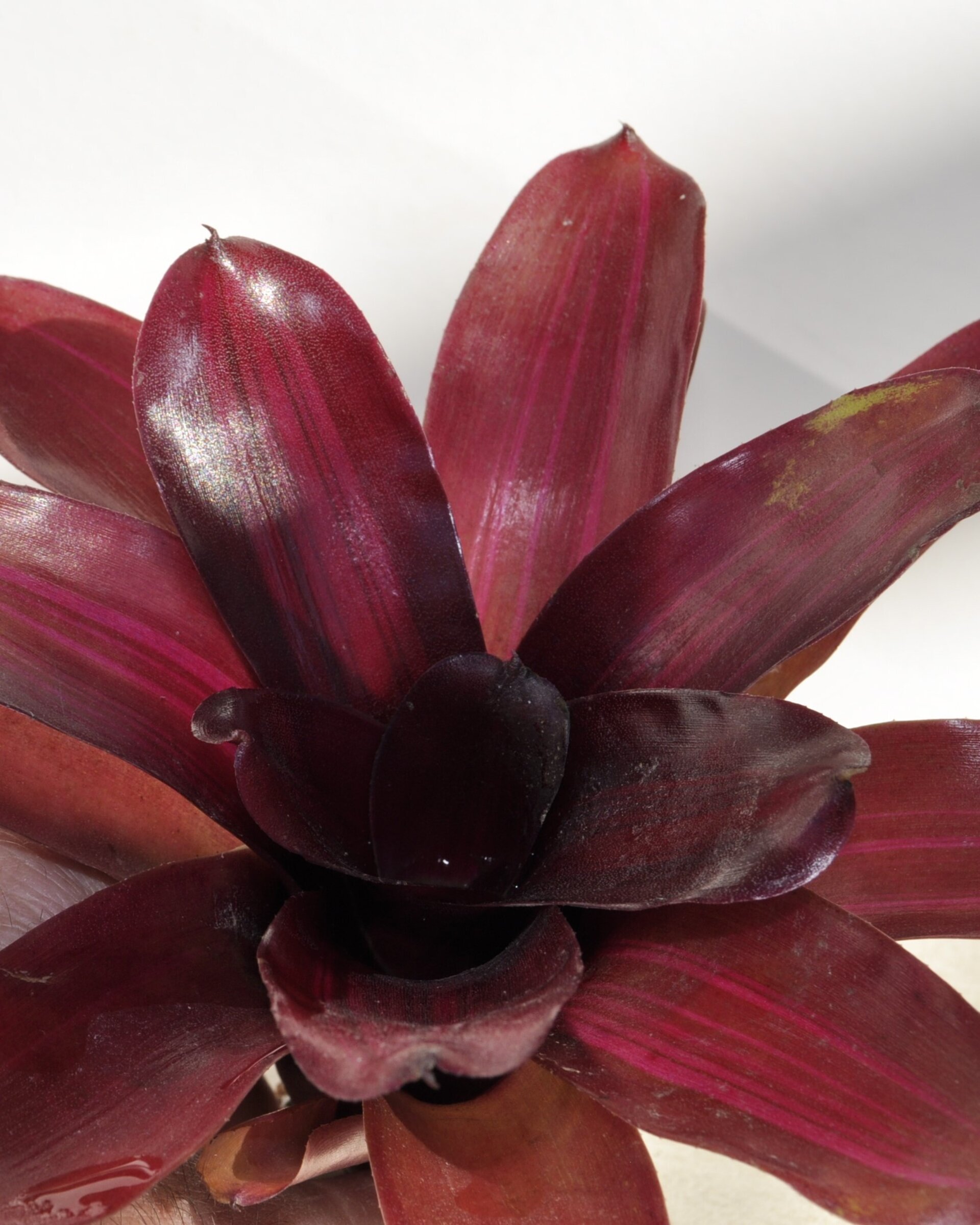 Neoregelia 'Iris' - 6
