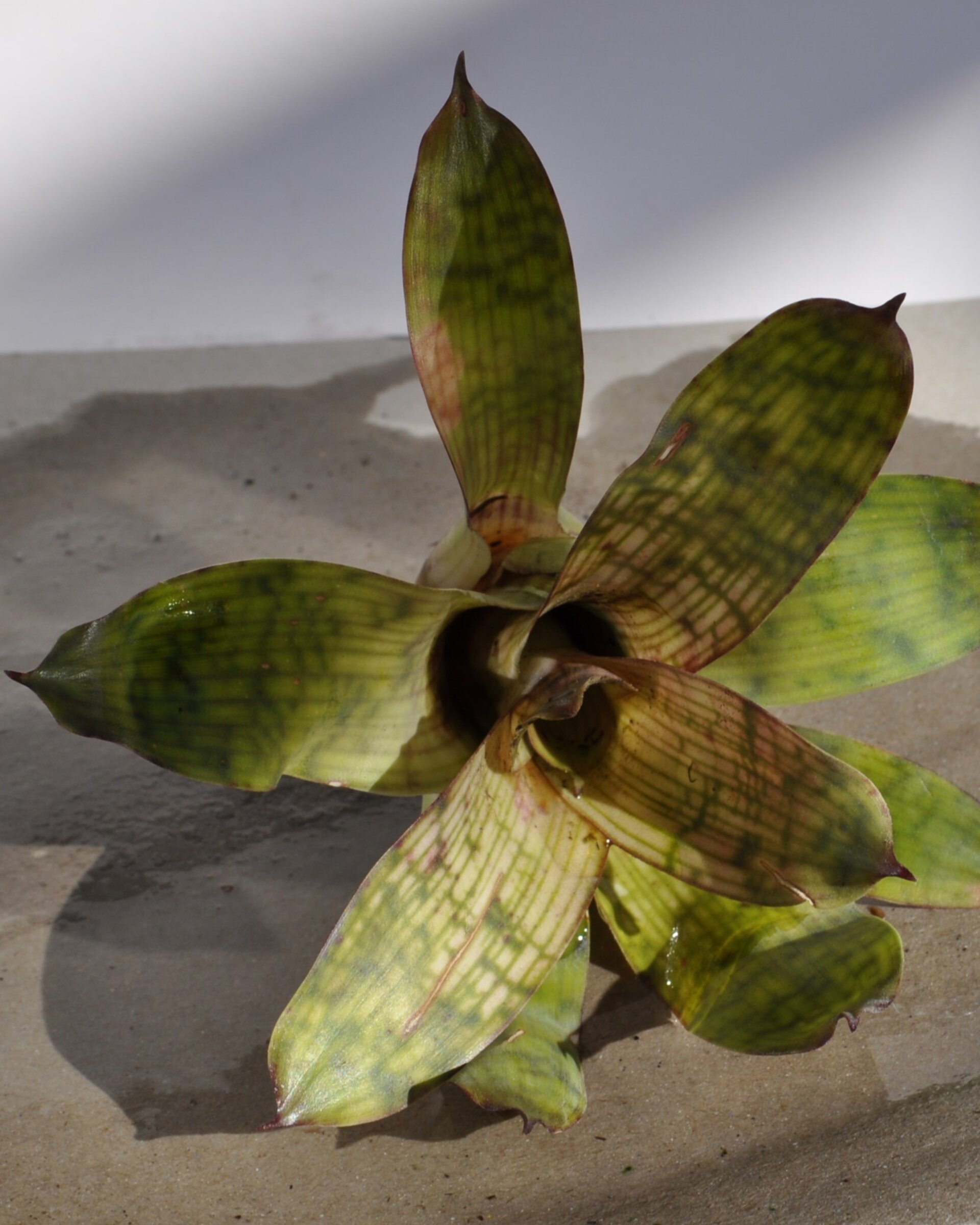 Vriesea gigantea 'Nova' (mini) - 3