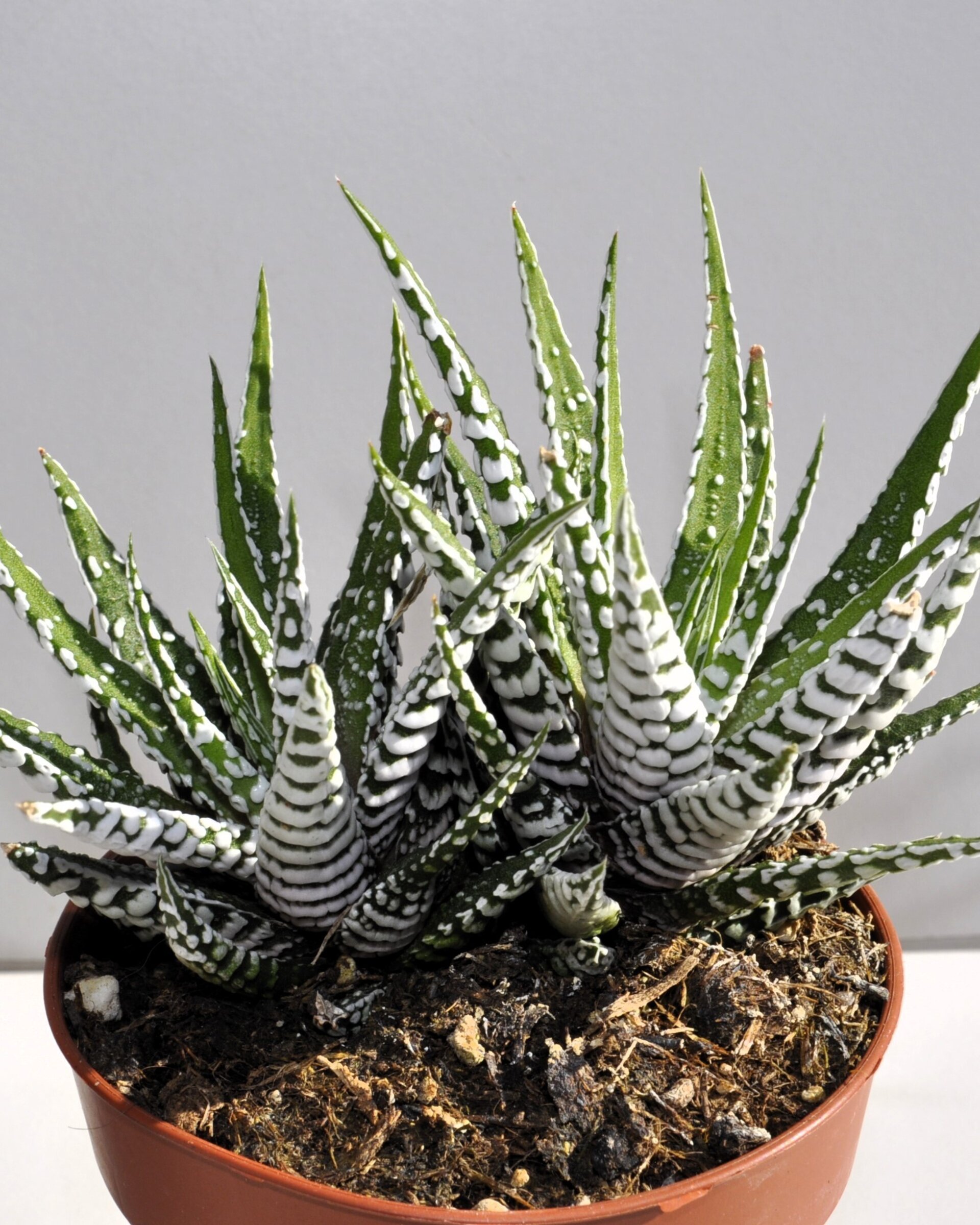 Haworthiopsis attenuata (= Haworthia attenuata) (planta cebra) - 3
